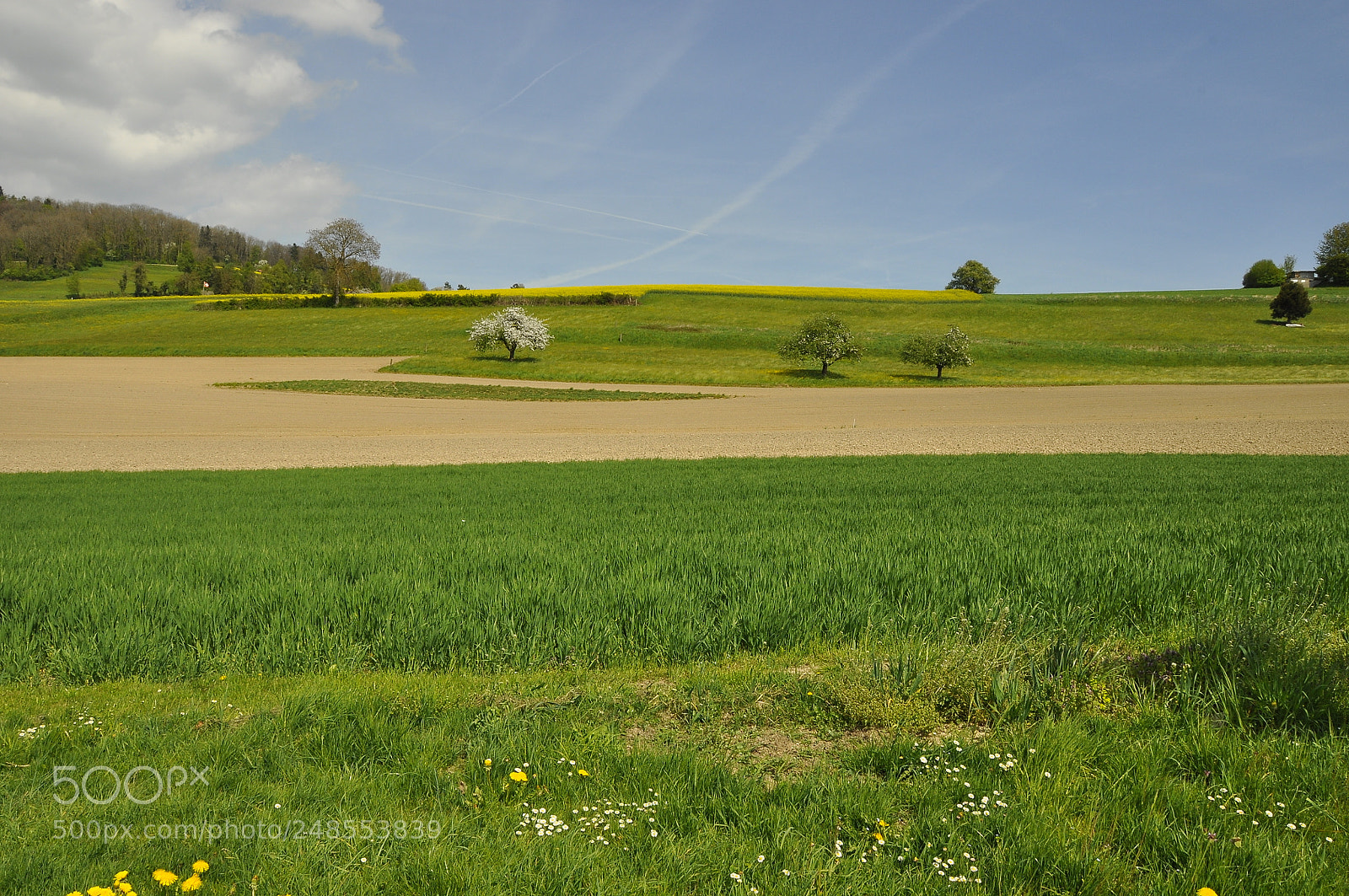 Nikon D90 sample photo. Spring, switzerland. photography