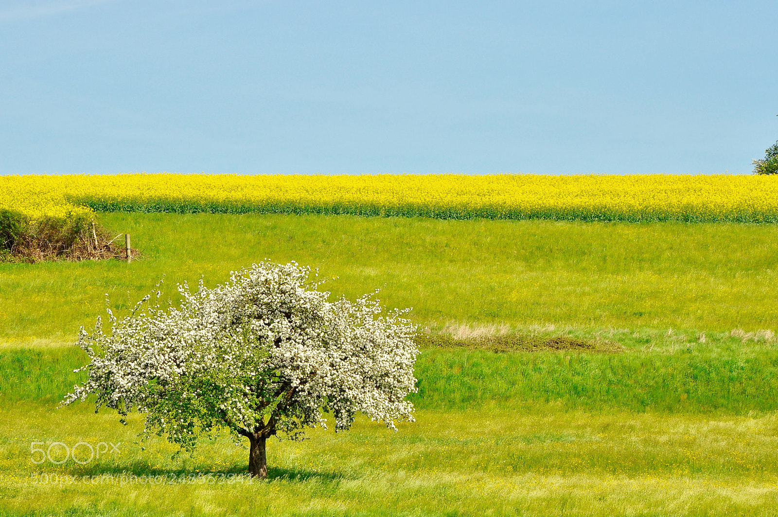 Nikon D90 sample photo. Spring, switzerland. photography