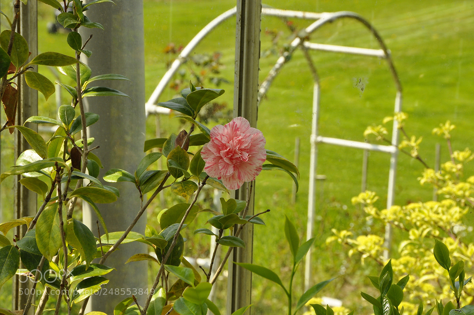 Nikon D90 sample photo. Spring, switzerland. photography