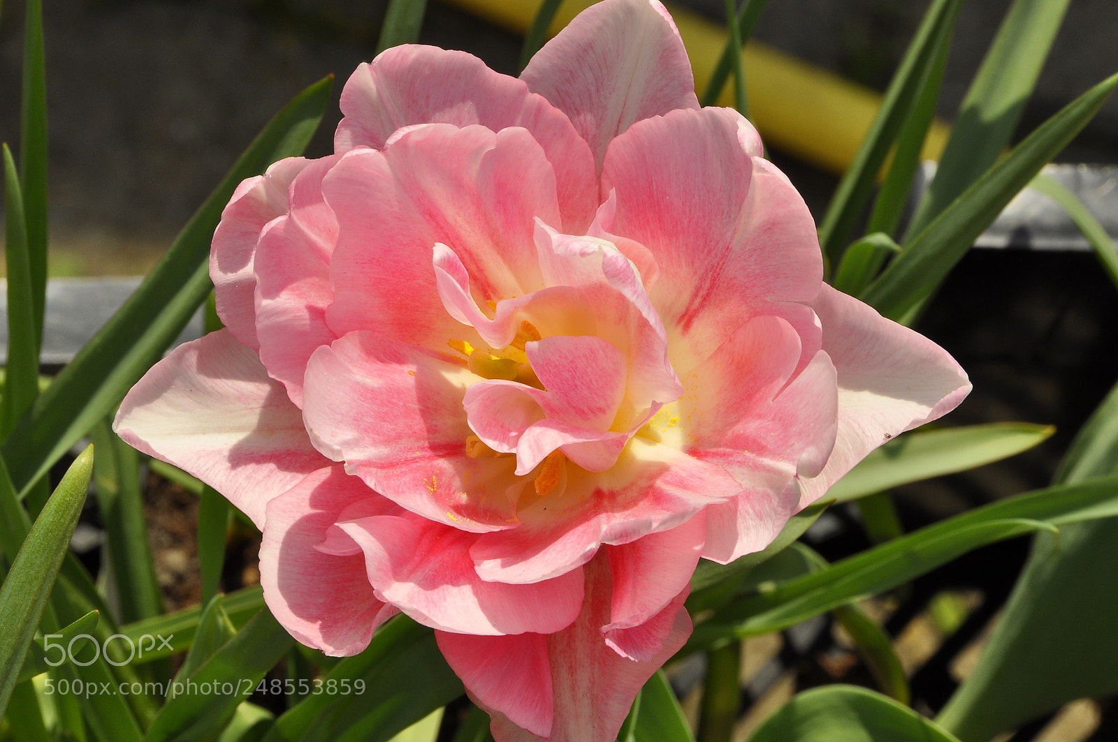 Nikon D90 sample photo. Spring, switzerland. photography