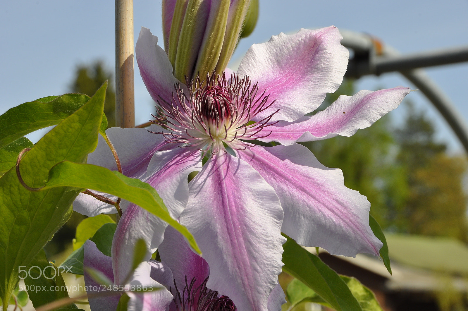 Nikon D90 sample photo. Spring, switzerland. photography