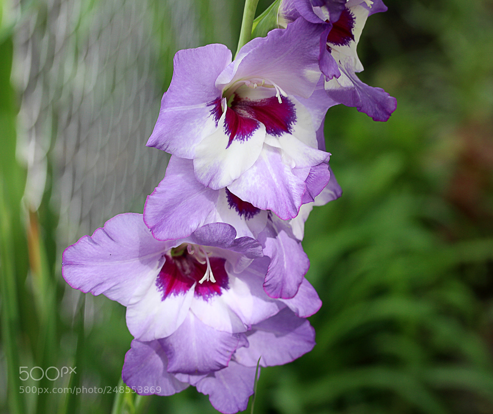 Canon EOS 650D (EOS Rebel T4i / EOS Kiss X6i) sample photo. Gladiola 24 photography