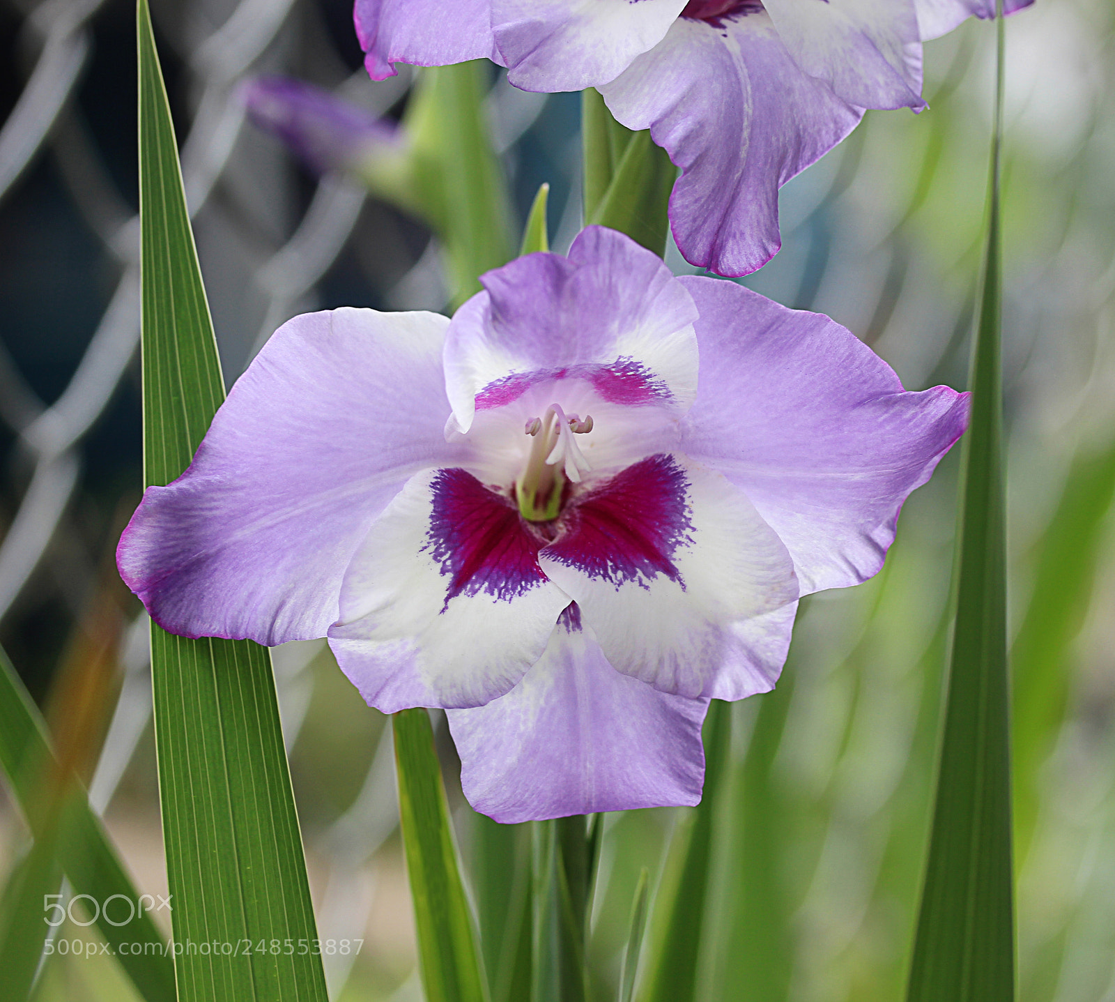 Canon EOS 650D (EOS Rebel T4i / EOS Kiss X6i) sample photo. Gladiola 25 photography