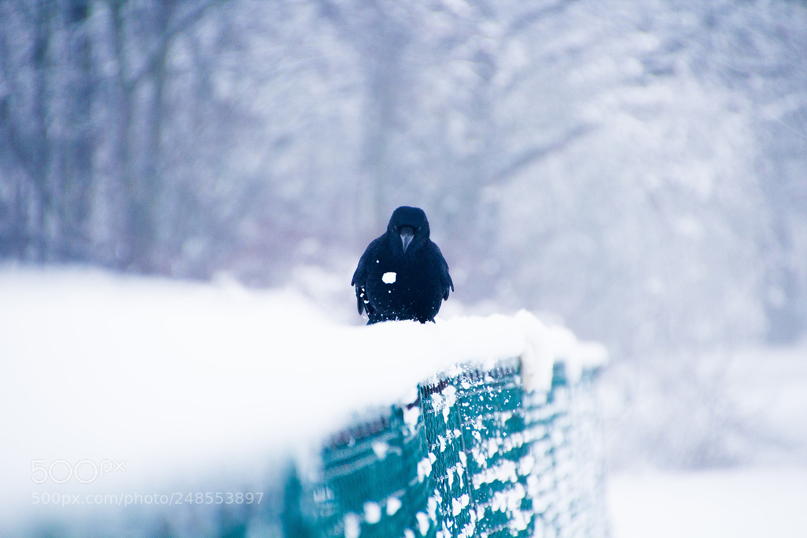 Canon EOS 600D (Rebel EOS T3i / EOS Kiss X5) sample photo. Crow photography