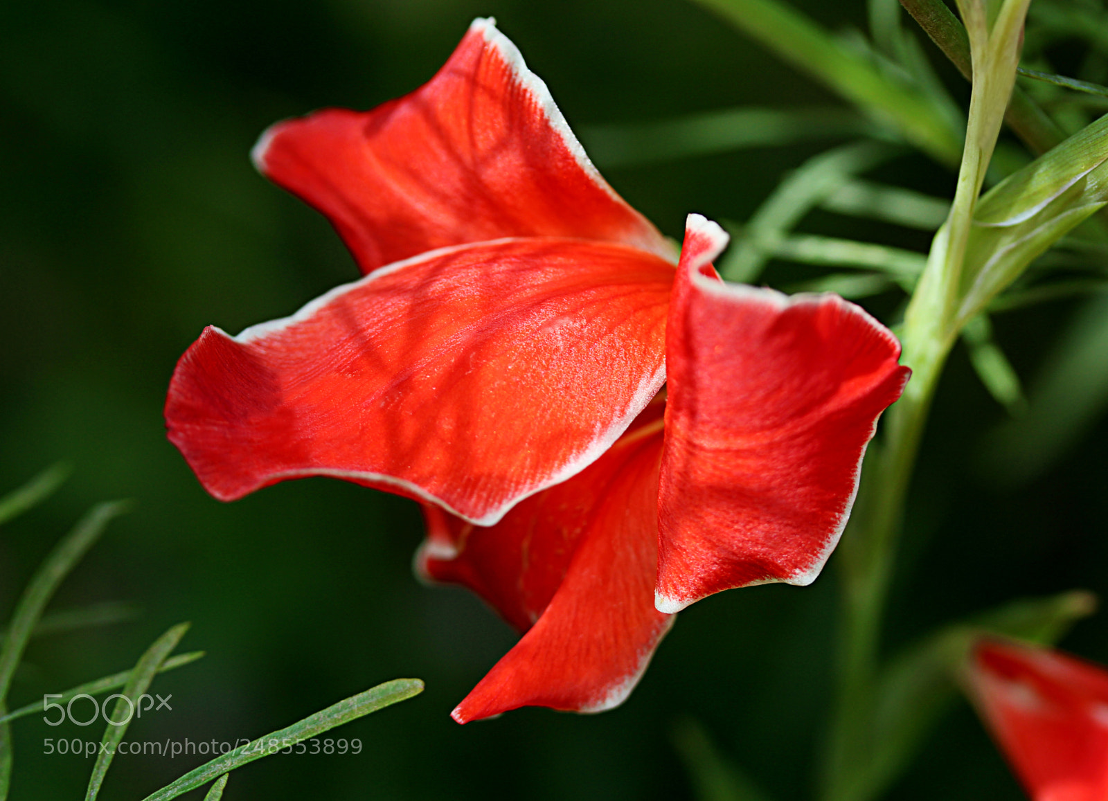 Canon EOS 650D (EOS Rebel T4i / EOS Kiss X6i) sample photo. Gladiola 27 photography