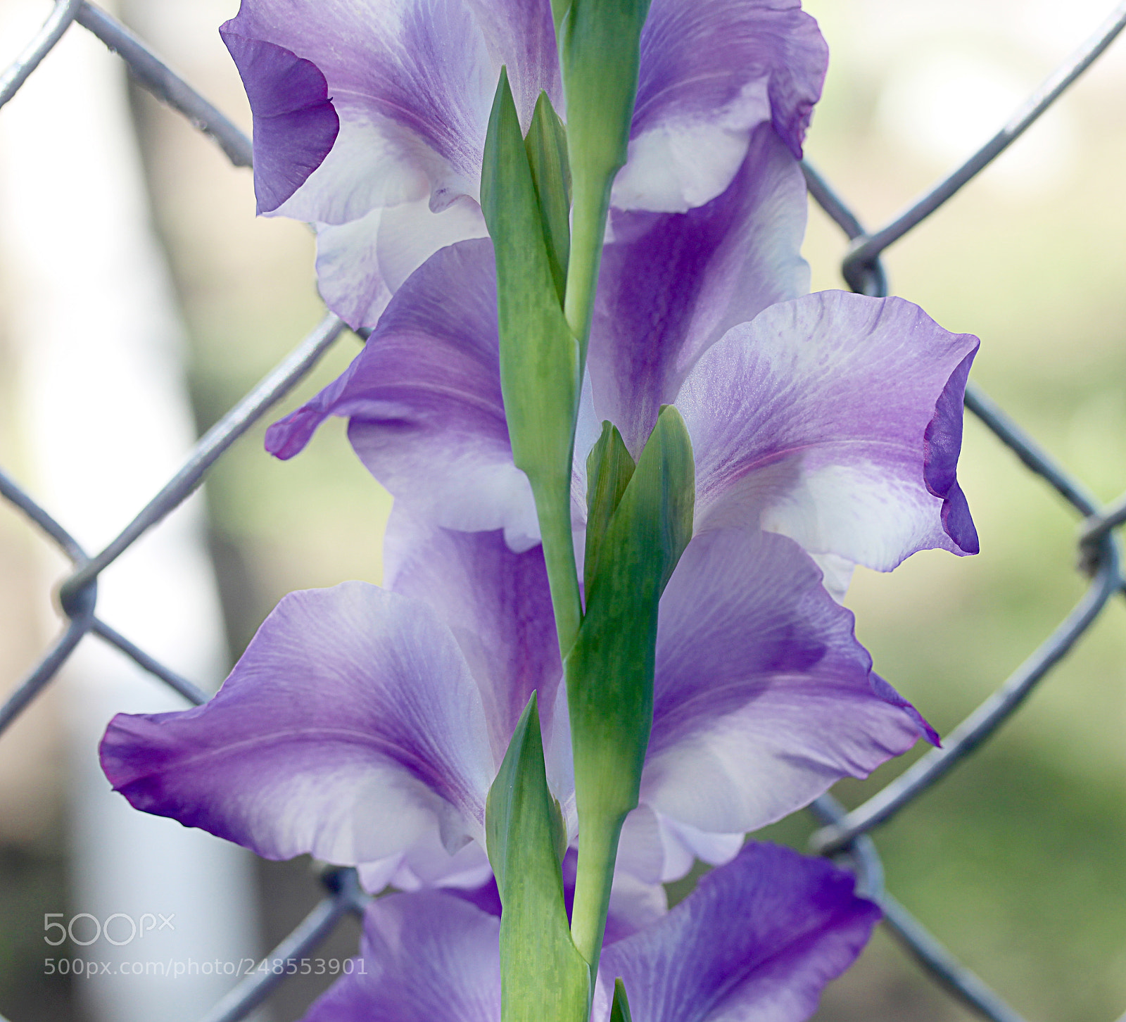 Canon EOS 650D (EOS Rebel T4i / EOS Kiss X6i) sample photo. Gladiola 26 photography