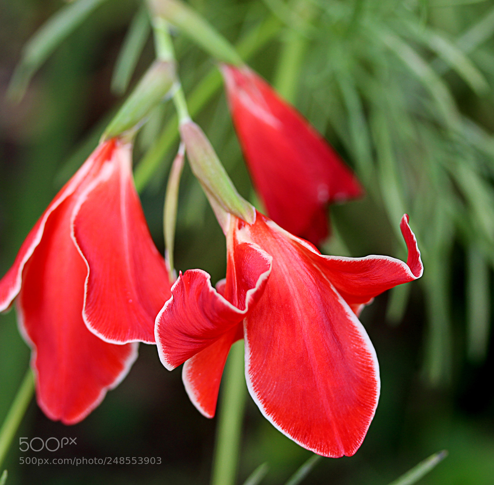 Canon EOS 650D (EOS Rebel T4i / EOS Kiss X6i) sample photo. Gladiola 28 photography