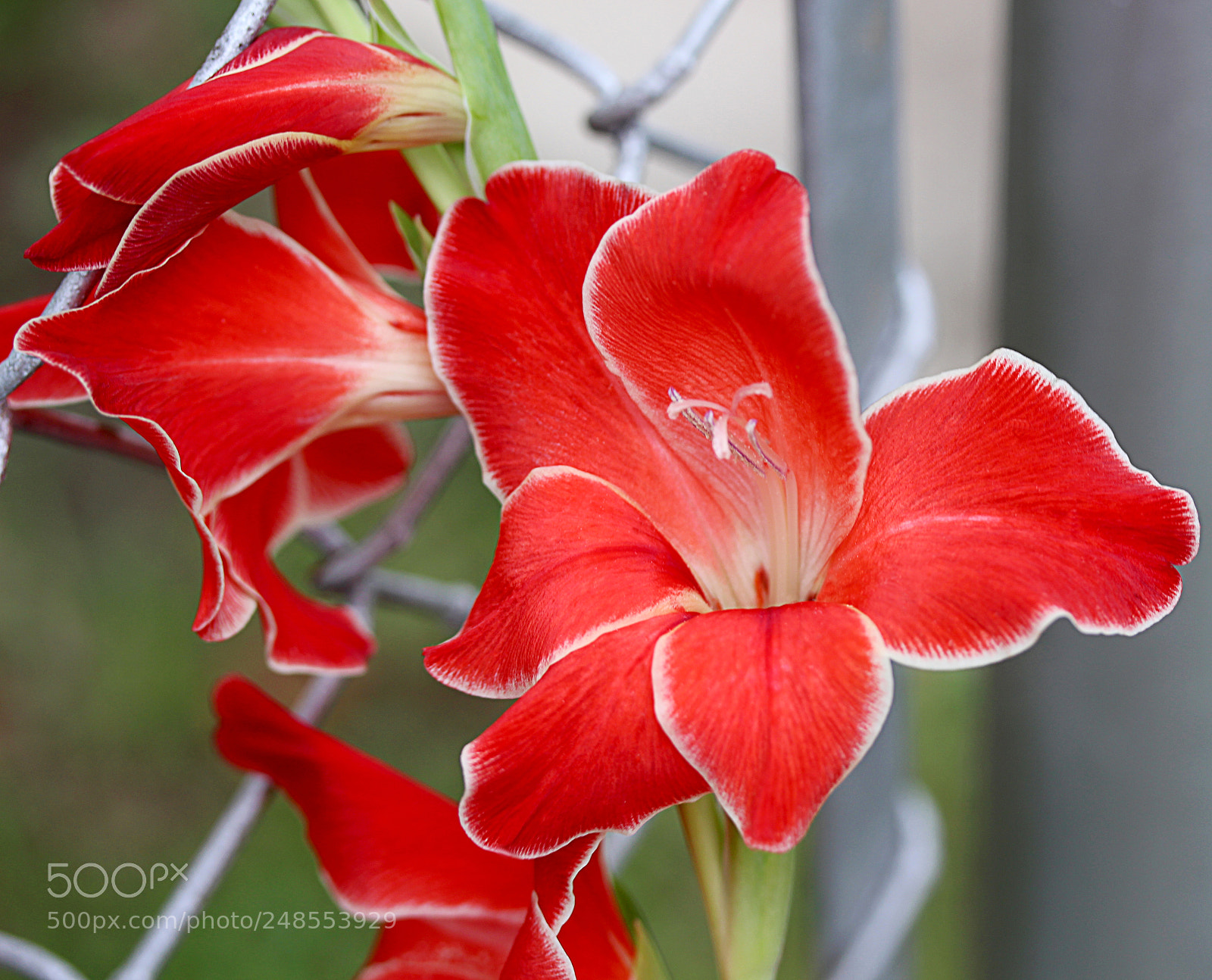 Canon EOS 650D (EOS Rebel T4i / EOS Kiss X6i) sample photo. Gladiola 29 photography