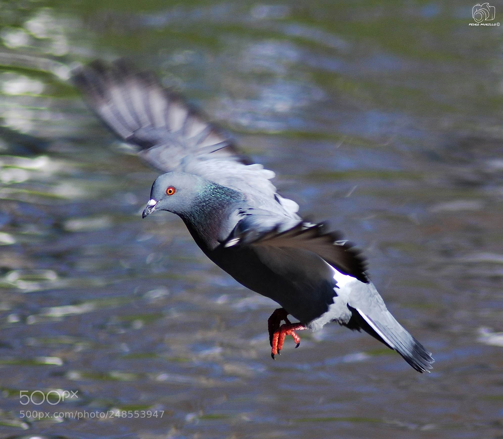 Nikon D60 sample photo. Untitled photography