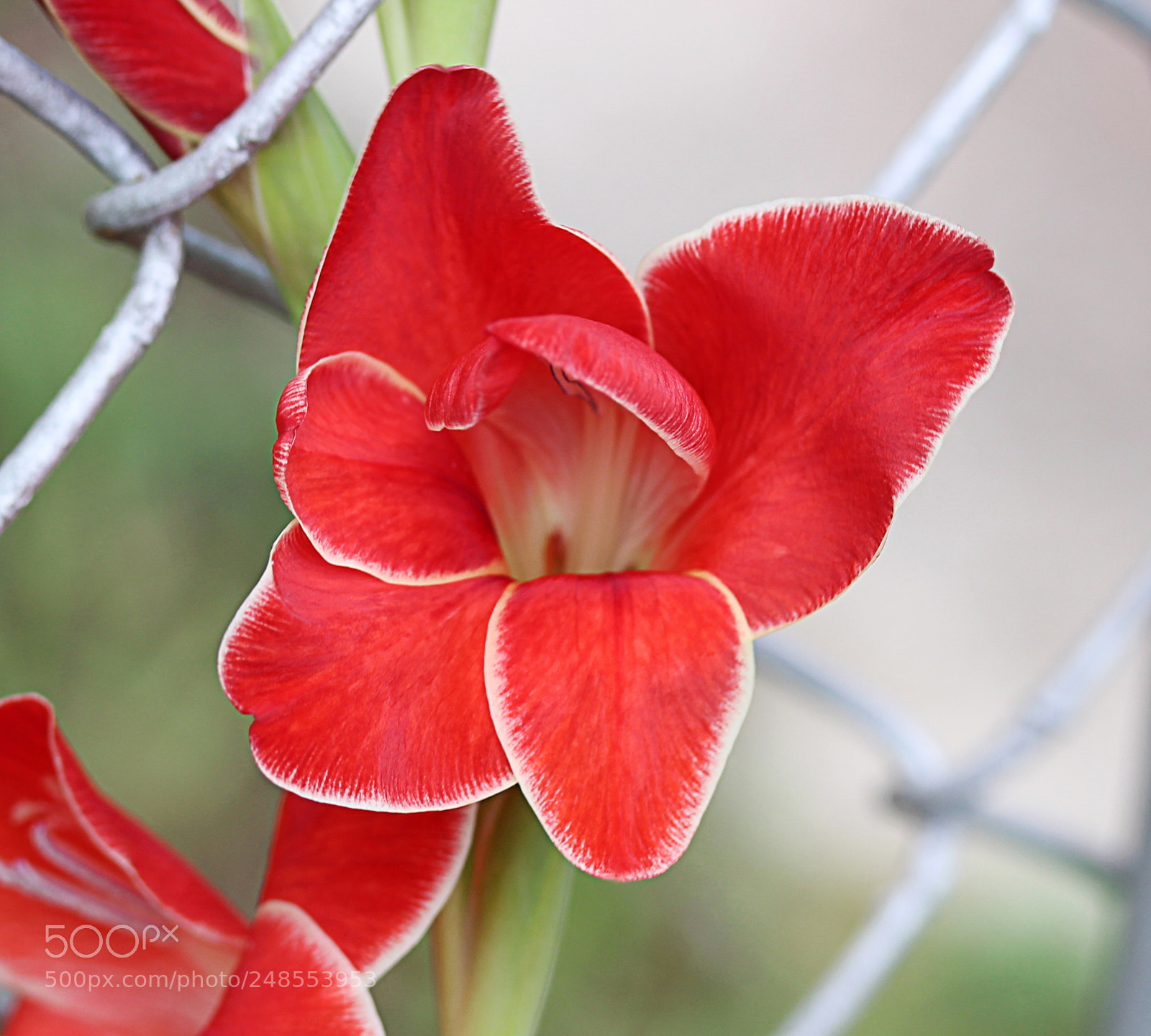 Canon EOS 650D (EOS Rebel T4i / EOS Kiss X6i) sample photo. Gladiola 30 photography