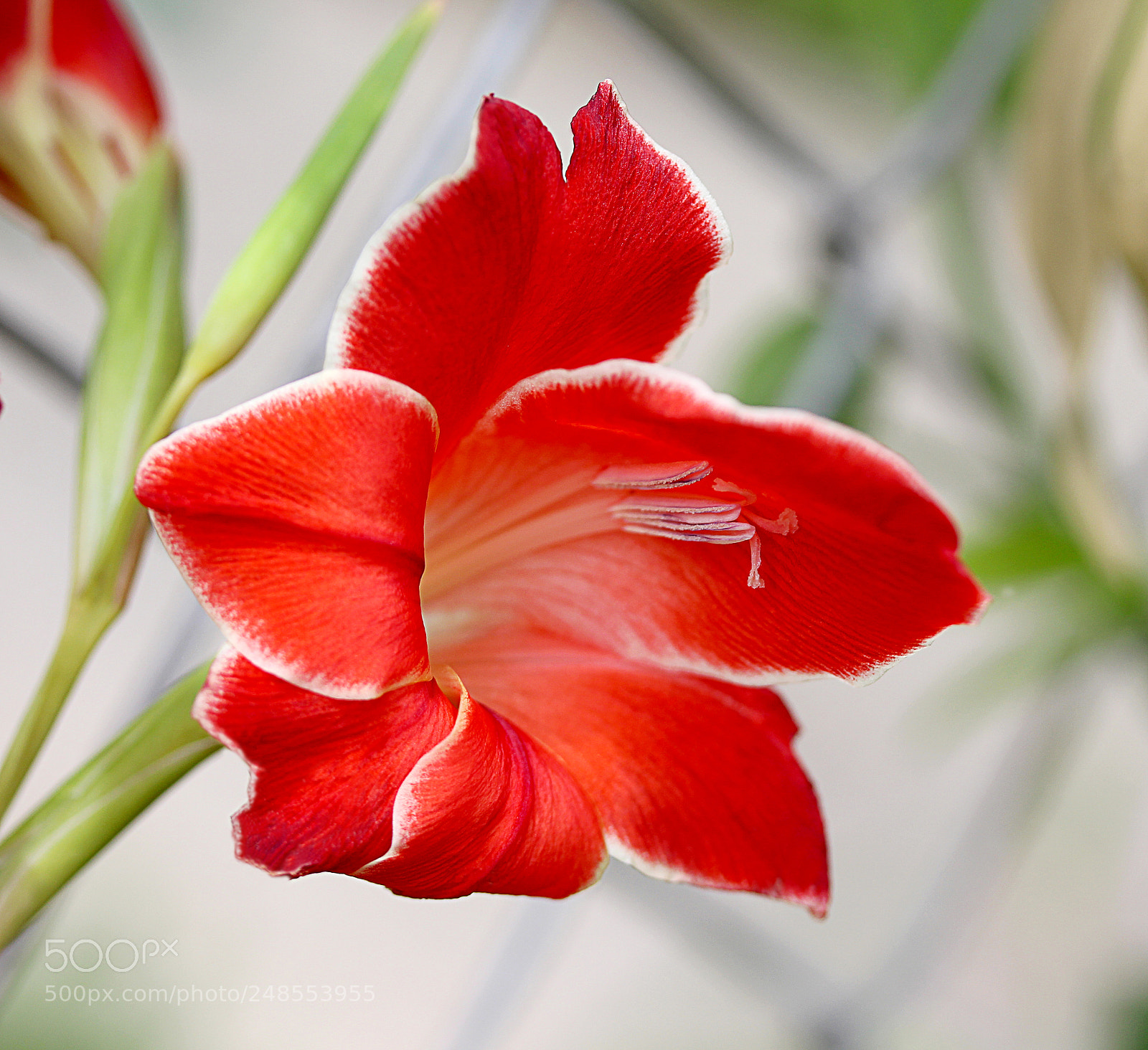 Canon EOS 650D (EOS Rebel T4i / EOS Kiss X6i) sample photo. Gladiola 31 photography