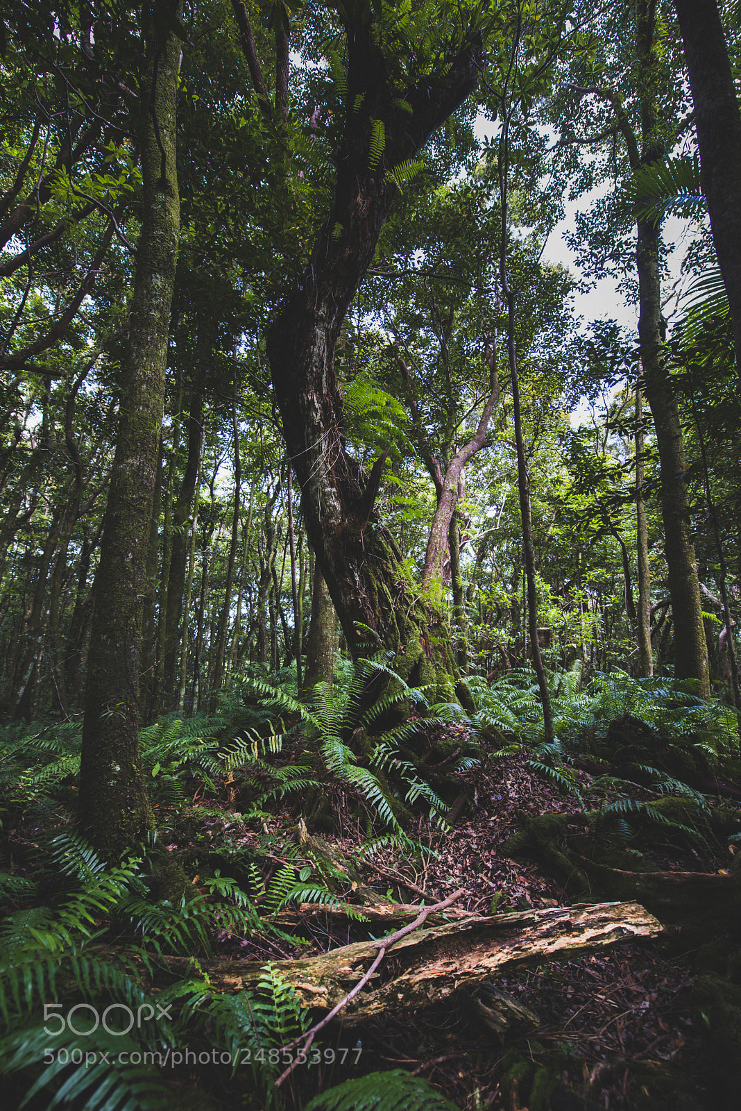Nikon D800 sample photo. Primary tree photography