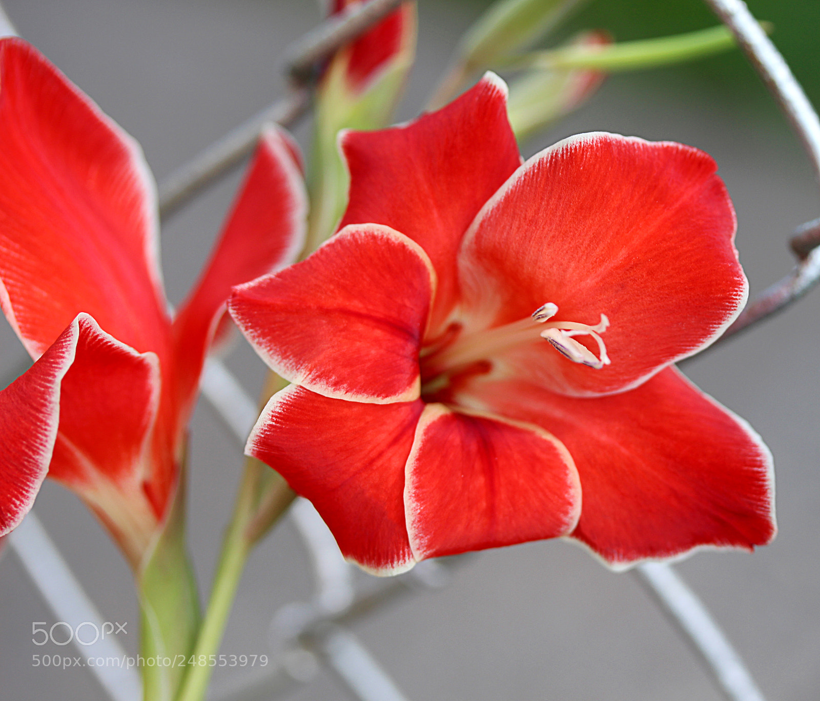 Canon EOS 650D (EOS Rebel T4i / EOS Kiss X6i) sample photo. Gladiola 32 photography