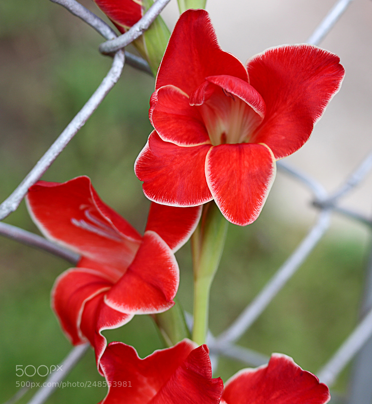 Canon EOS 650D (EOS Rebel T4i / EOS Kiss X6i) sample photo. Gladiola 33 photography