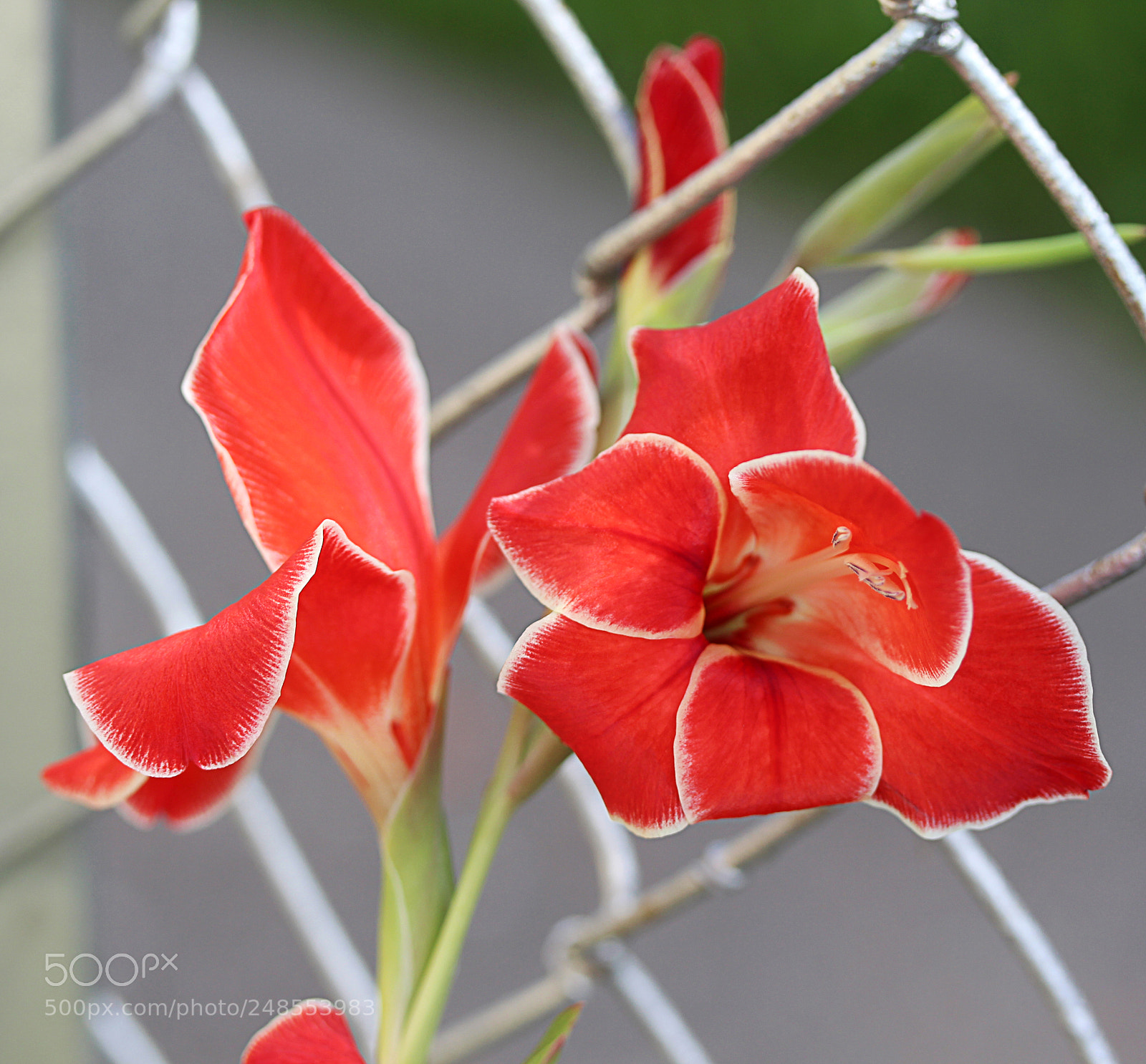 Canon EOS 650D (EOS Rebel T4i / EOS Kiss X6i) sample photo. Gladiola 34 photography