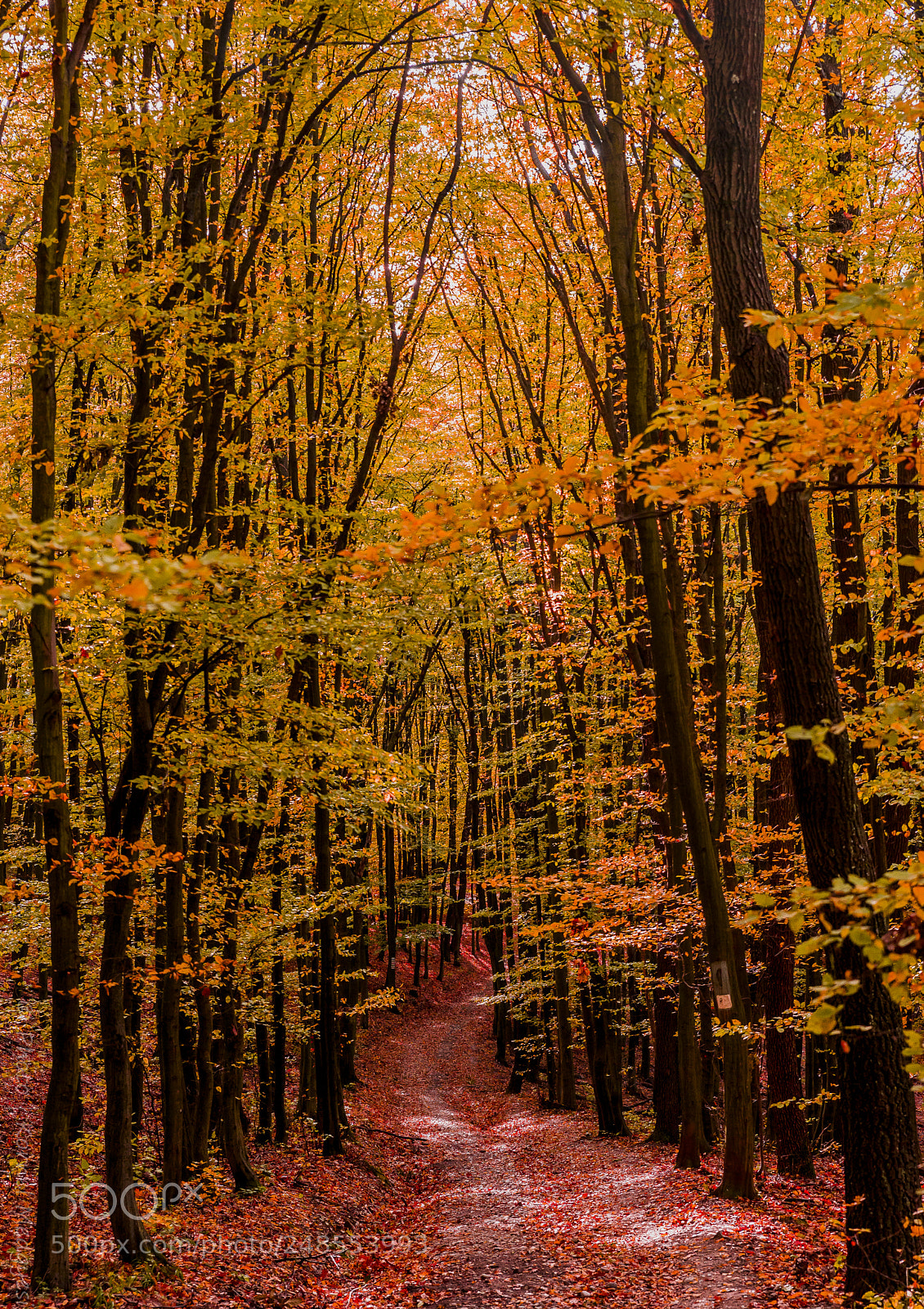Nikon D610 sample photo. Fairytale photography