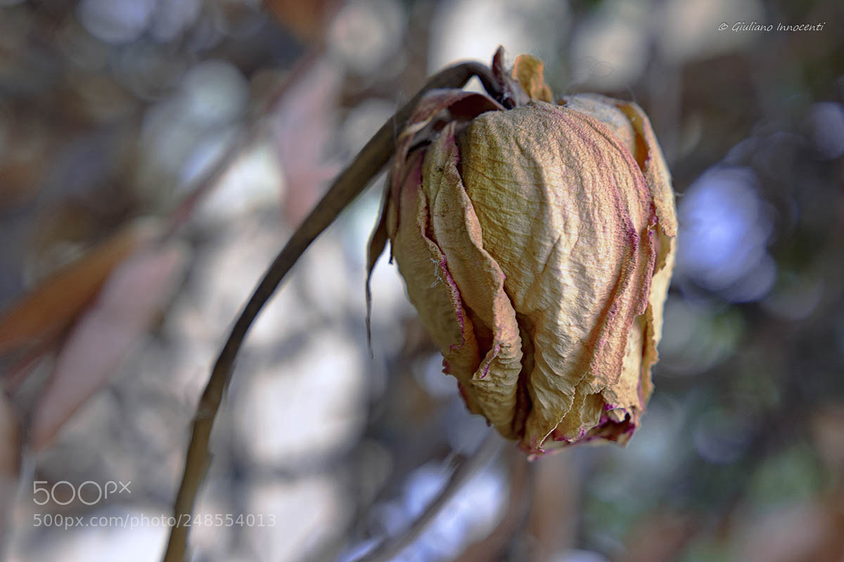 Nikon D7200 sample photo. The withered rose. photography