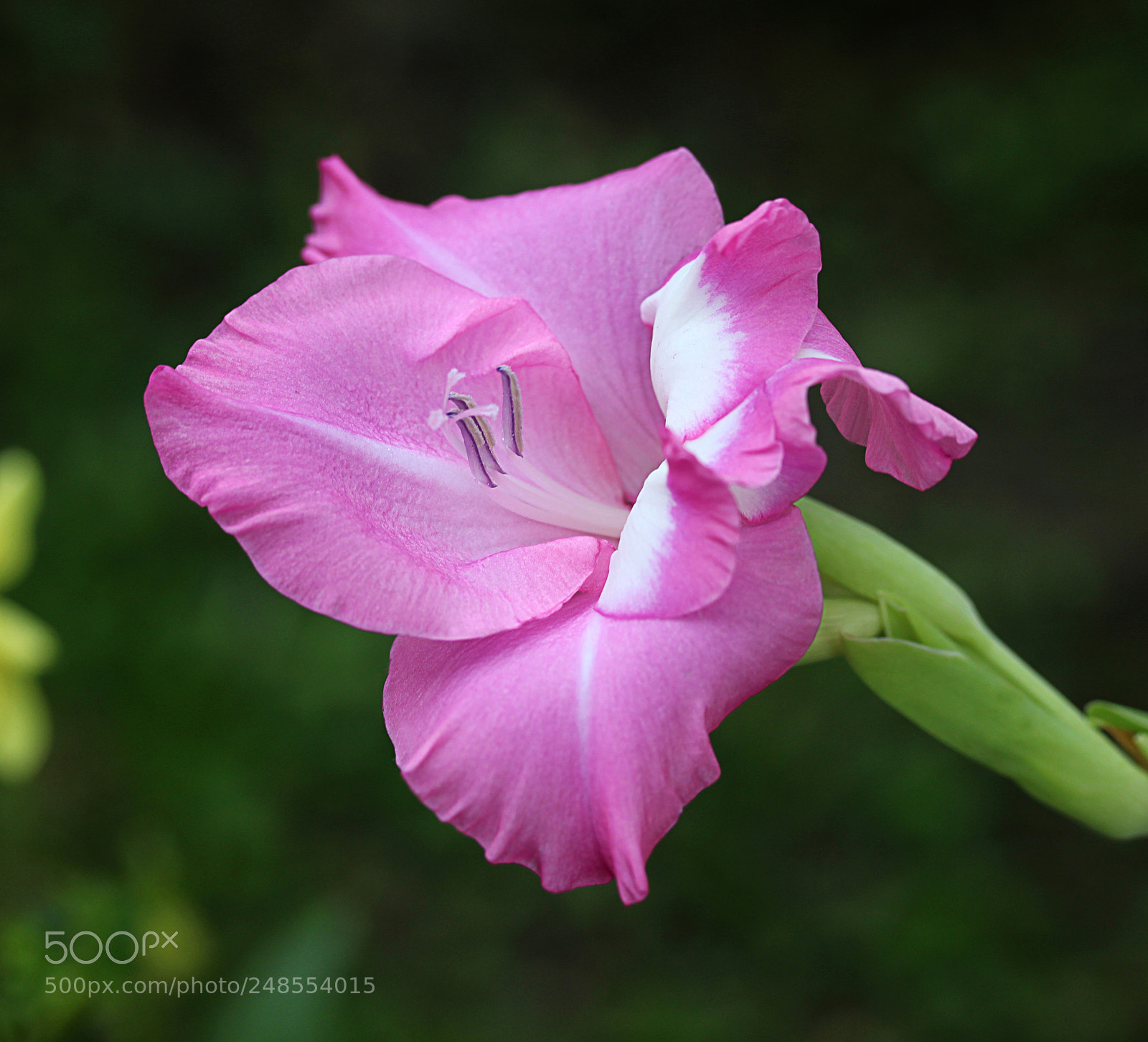 Canon EOS 650D (EOS Rebel T4i / EOS Kiss X6i) sample photo. Glad () photography
