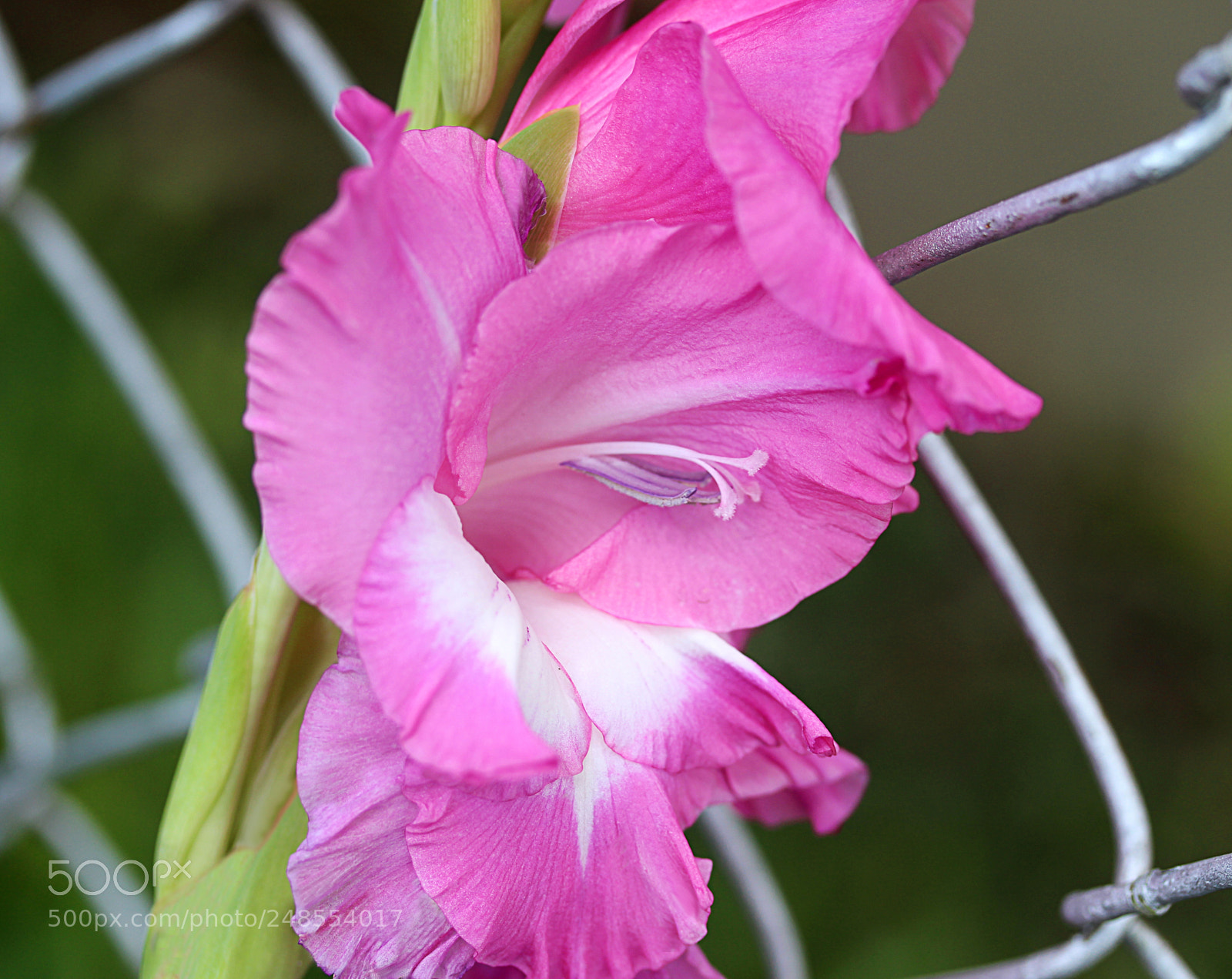 Canon EOS 650D (EOS Rebel T4i / EOS Kiss X6i) sample photo. Glad () photography