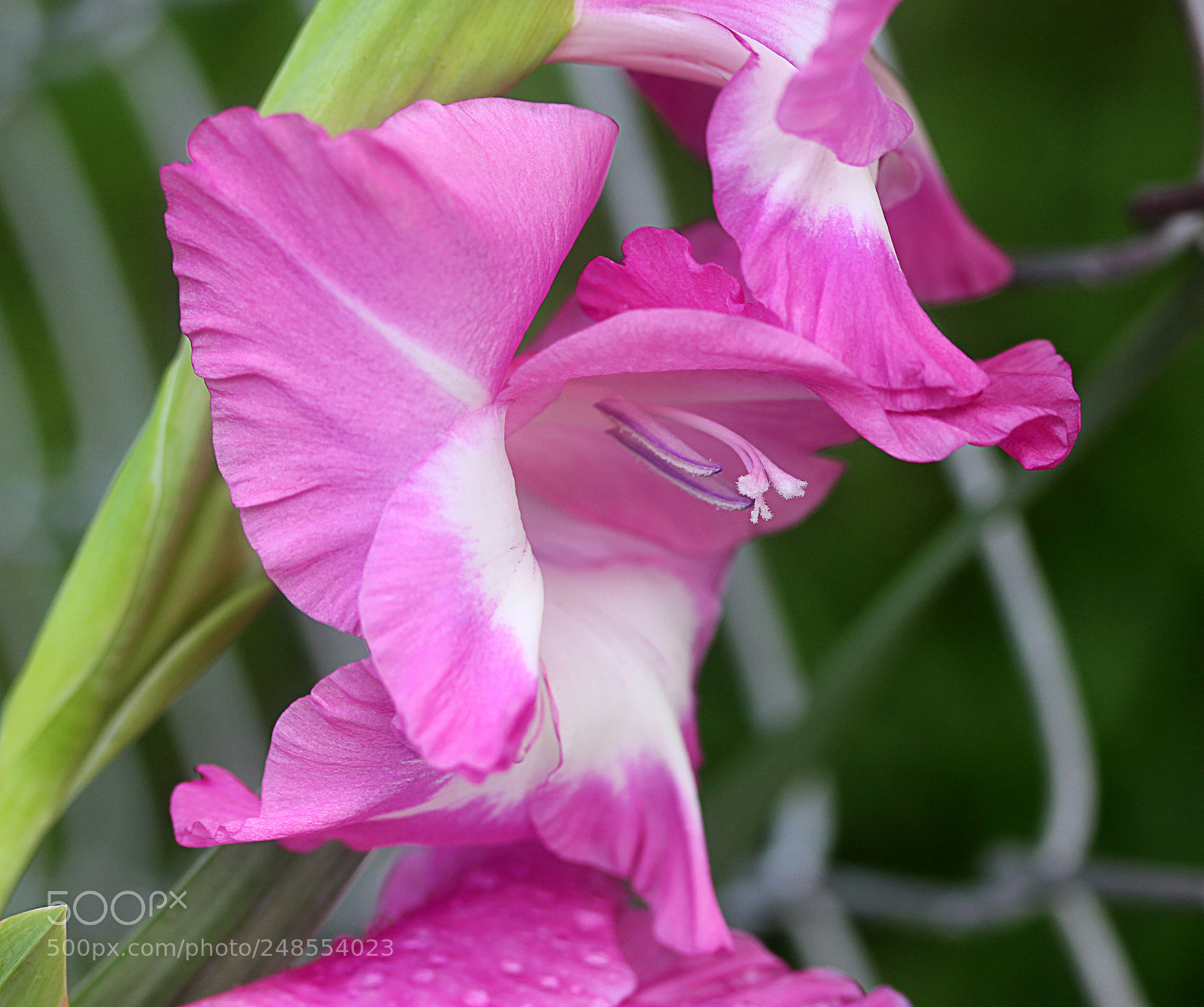 Canon EOS 650D (EOS Rebel T4i / EOS Kiss X6i) sample photo. Glads photography