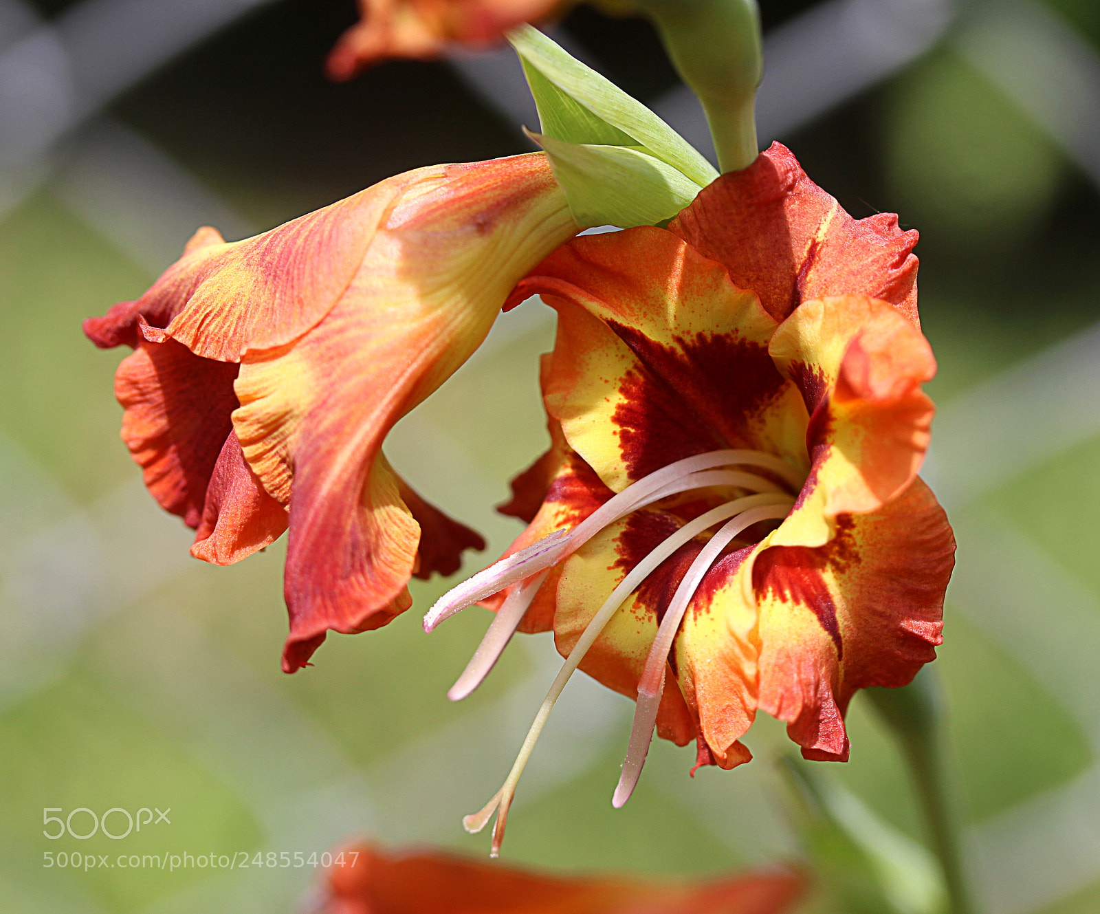 Canon EOS 650D (EOS Rebel T4i / EOS Kiss X6i) sample photo. Glads b photography