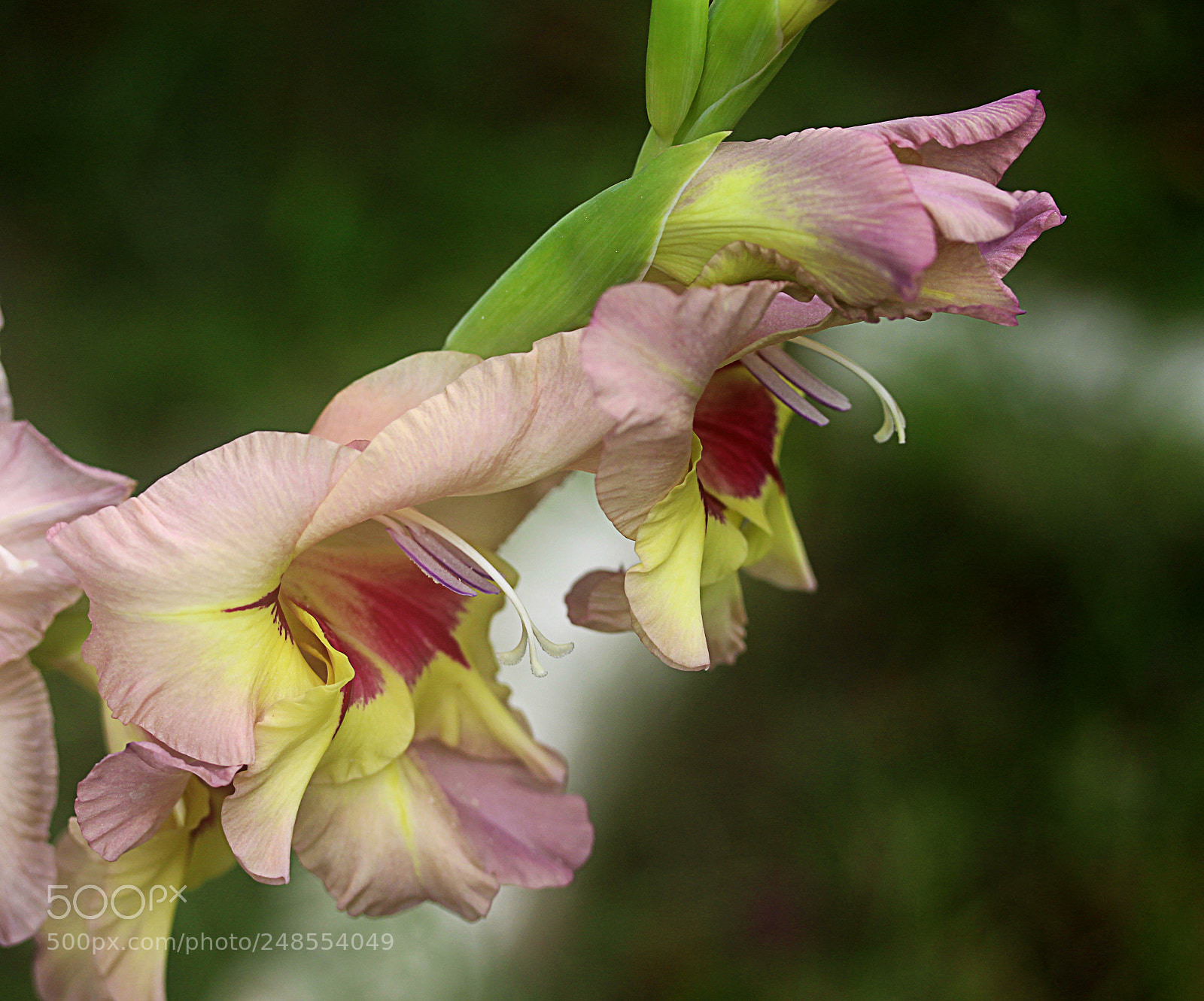 Canon EOS 650D (EOS Rebel T4i / EOS Kiss X6i) sample photo. Glads b photography