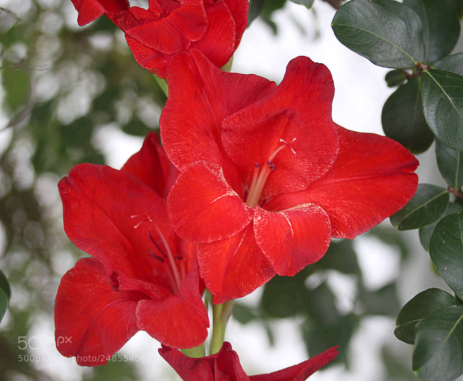 Canon EOS 650D (EOS Rebel T4i / EOS Kiss X6i) sample photo. Glads () photography