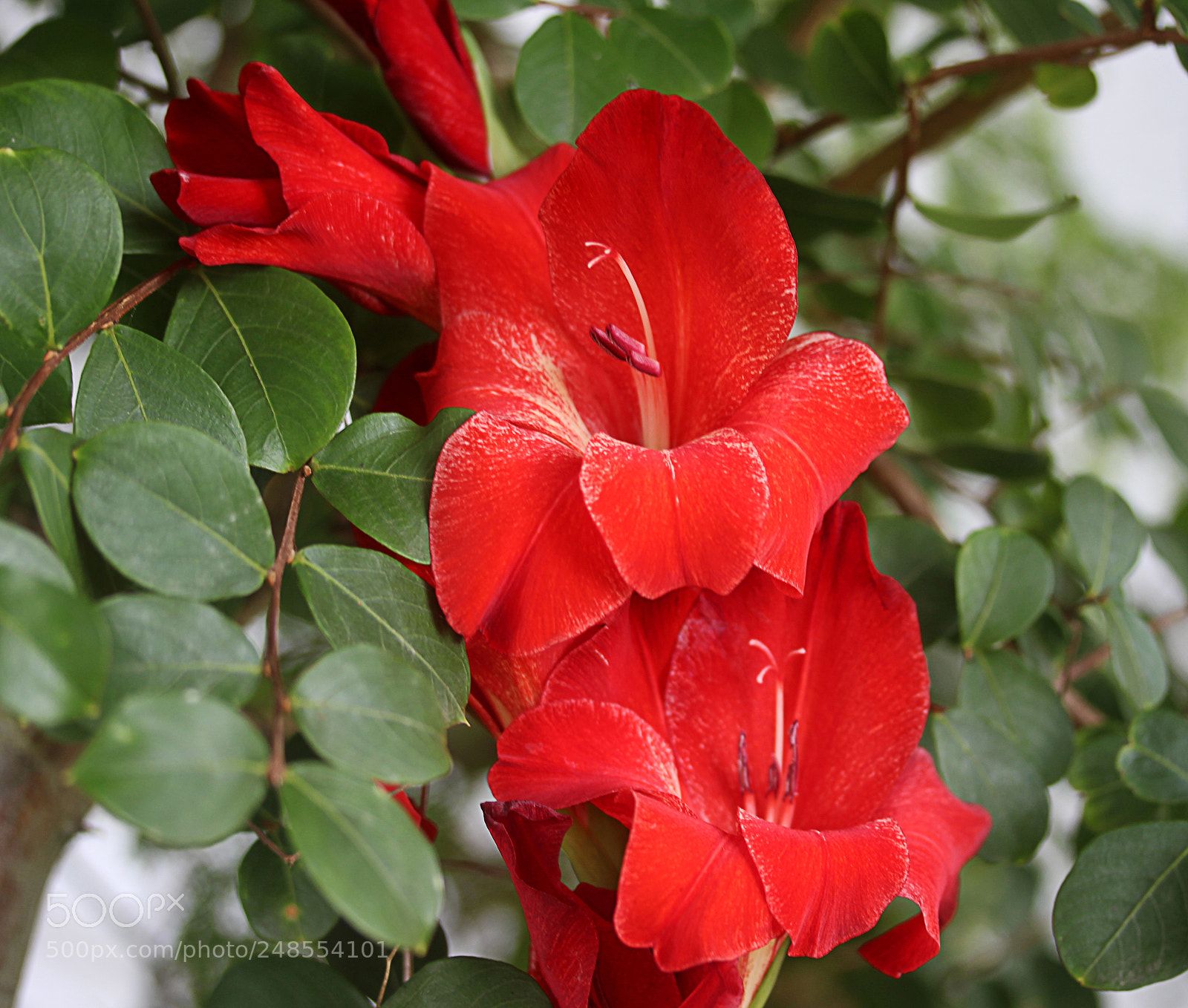 Canon EOS 650D (EOS Rebel T4i / EOS Kiss X6i) sample photo. Glads photography