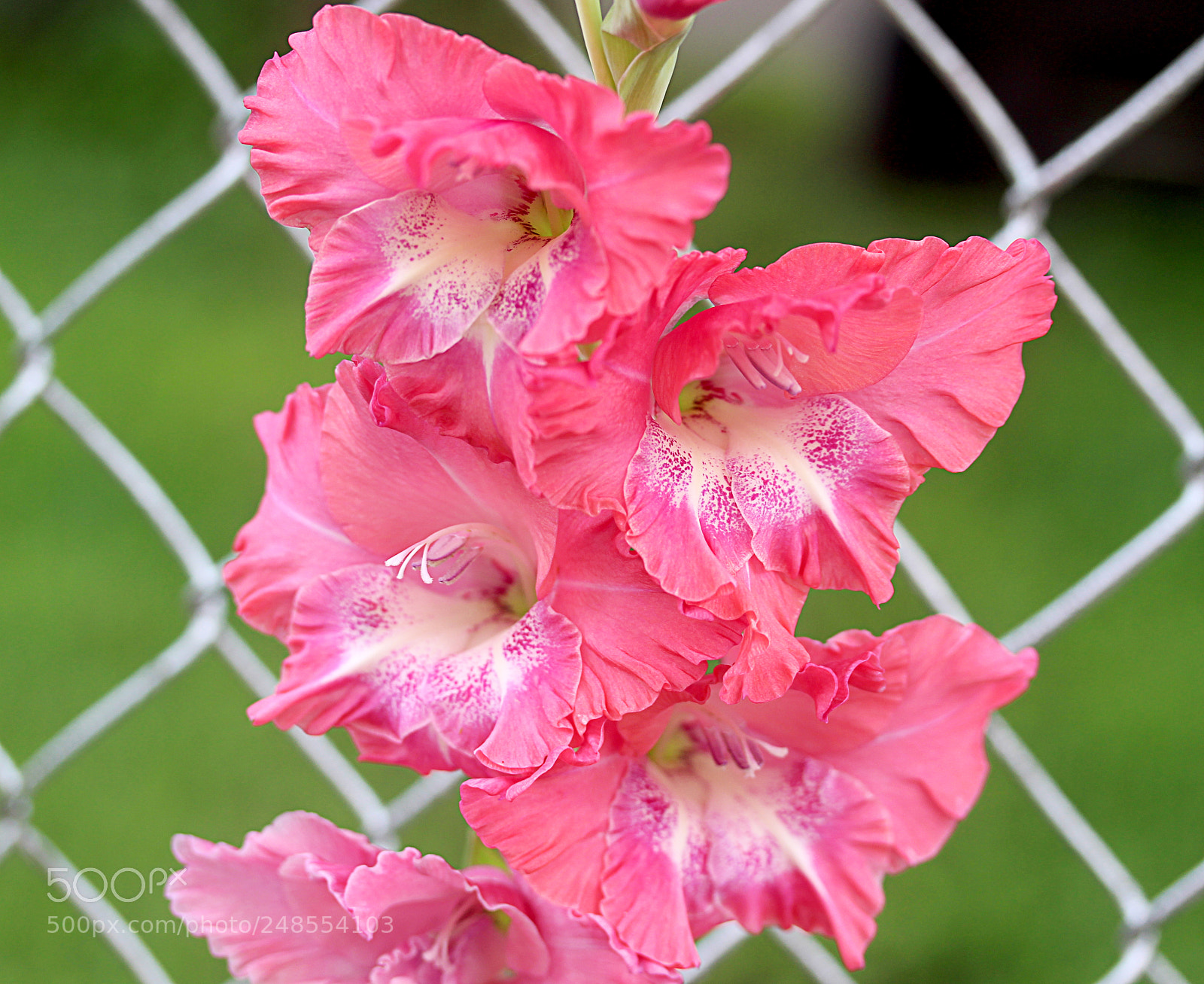 Canon EOS 650D (EOS Rebel T4i / EOS Kiss X6i) sample photo. Glads () a photography
