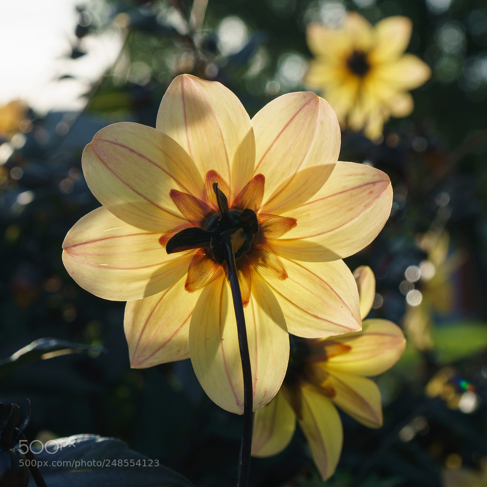 Sony a6000 sample photo. Untitled photography