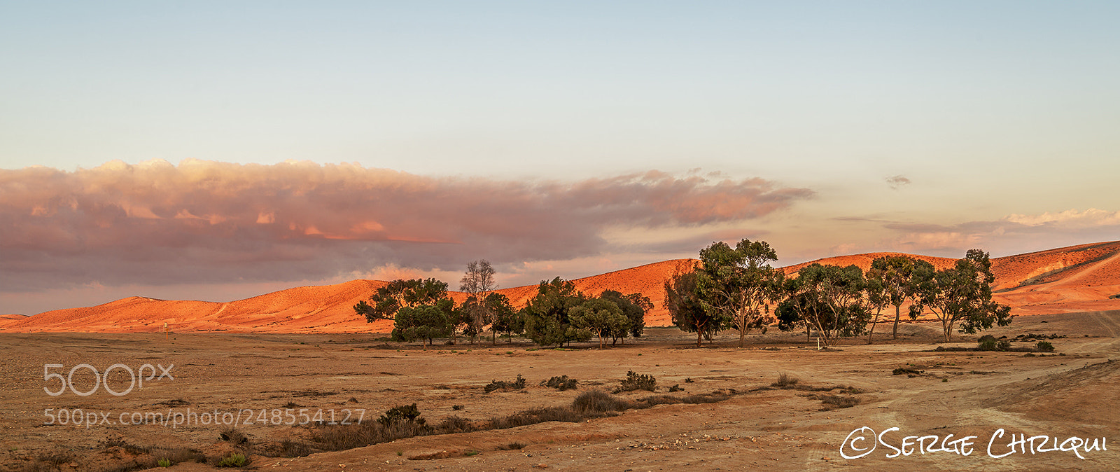 Nikon D800E sample photo. A patch of trees photography