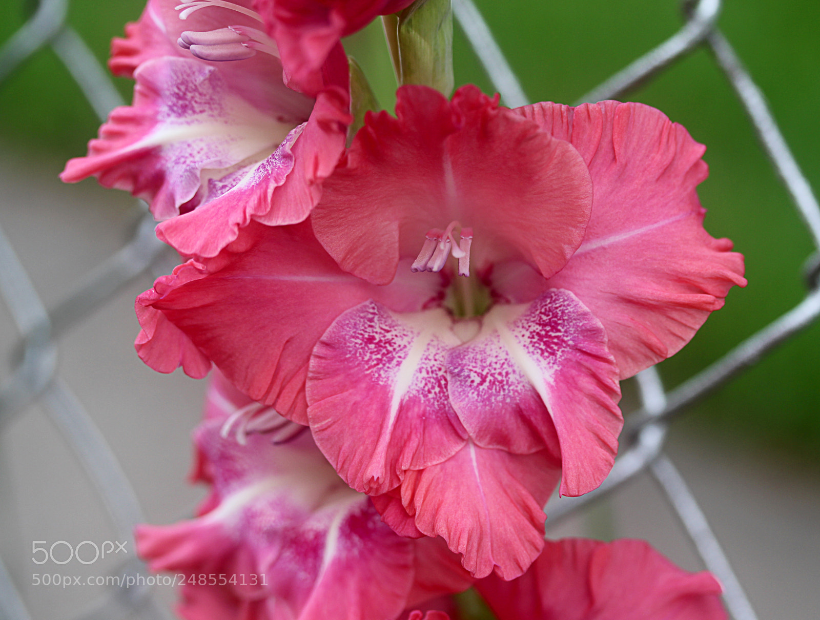 Canon EOS 650D (EOS Rebel T4i / EOS Kiss X6i) sample photo. Glads () photography