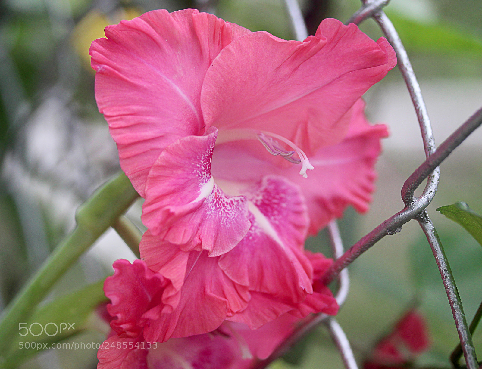 Canon EOS 650D (EOS Rebel T4i / EOS Kiss X6i) sample photo. Glads () photography
