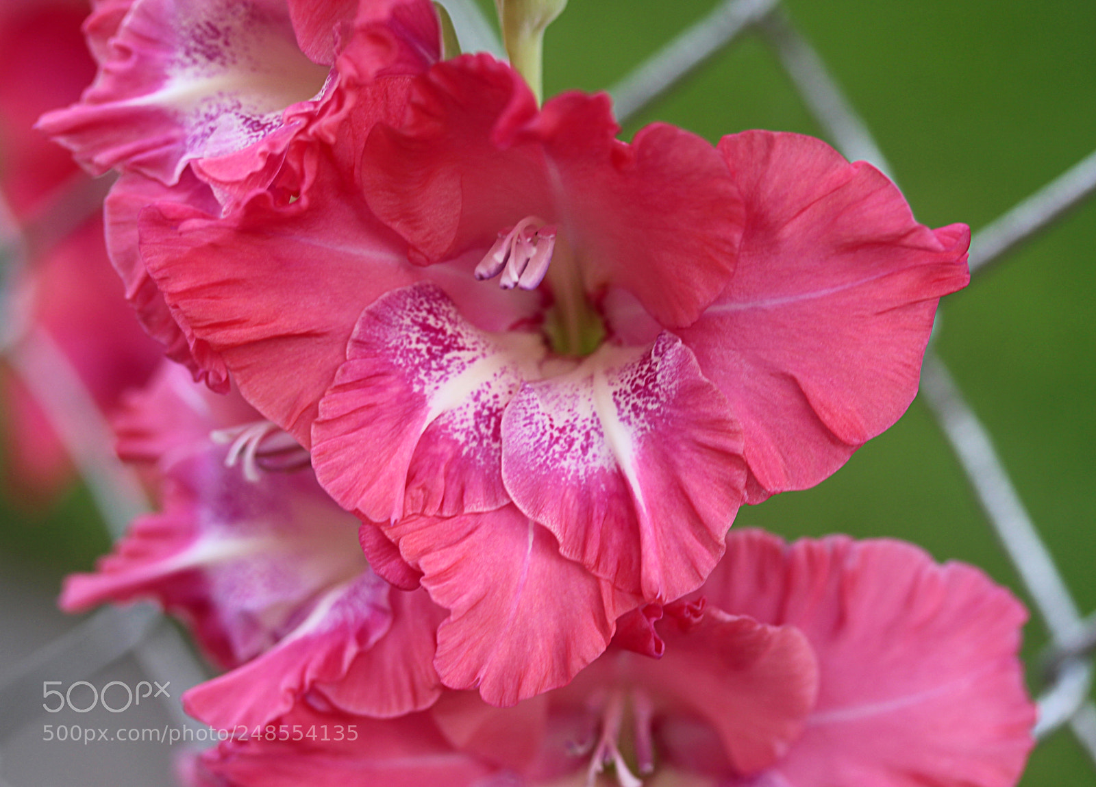 Canon EOS 650D (EOS Rebel T4i / EOS Kiss X6i) sample photo. Glads () photography