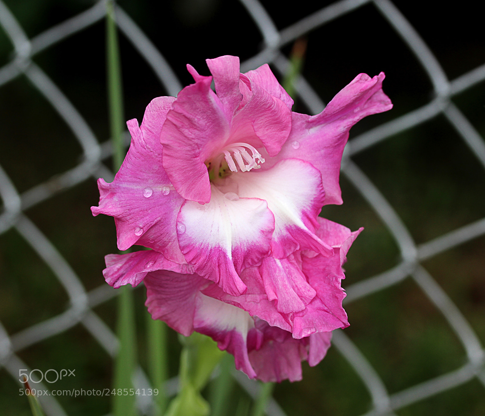 Canon EOS 650D (EOS Rebel T4i / EOS Kiss X6i) sample photo. Glads () photography