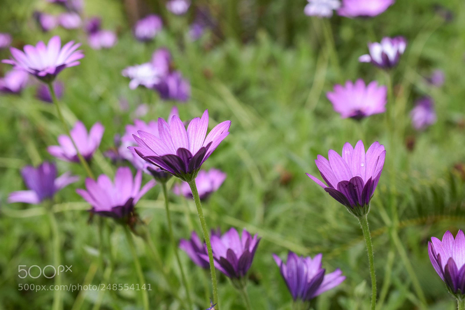 Nikon D5500 sample photo. Purple photography