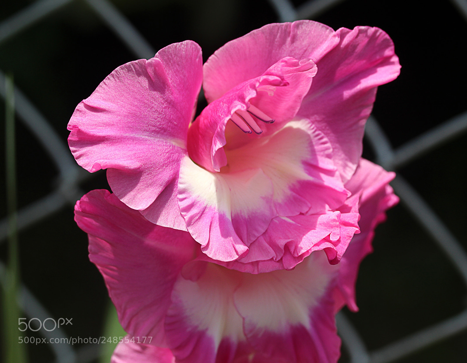 Canon EOS 650D (EOS Rebel T4i / EOS Kiss X6i) sample photo. Gladiola a photography