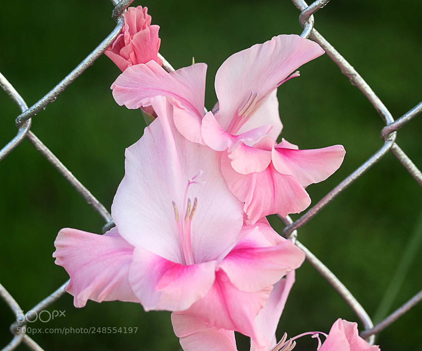 Canon EOS 650D (EOS Rebel T4i / EOS Kiss X6i) sample photo. Glads pink () photography