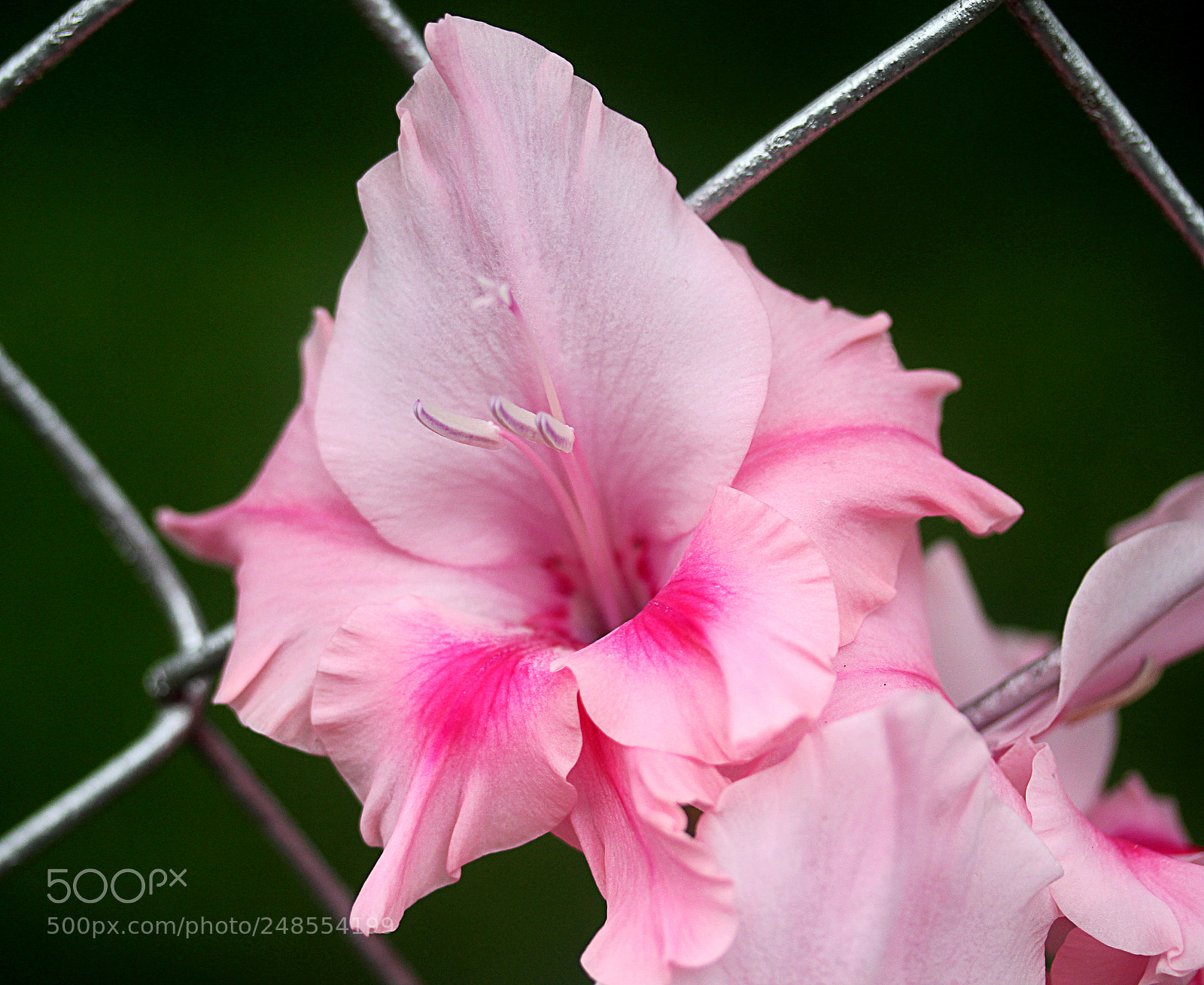 Canon EOS 650D (EOS Rebel T4i / EOS Kiss X6i) sample photo. Glads () photography