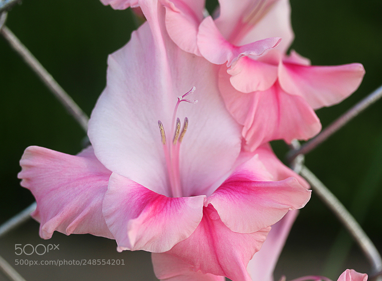 Canon EOS 650D (EOS Rebel T4i / EOS Kiss X6i) sample photo. Glads () photography