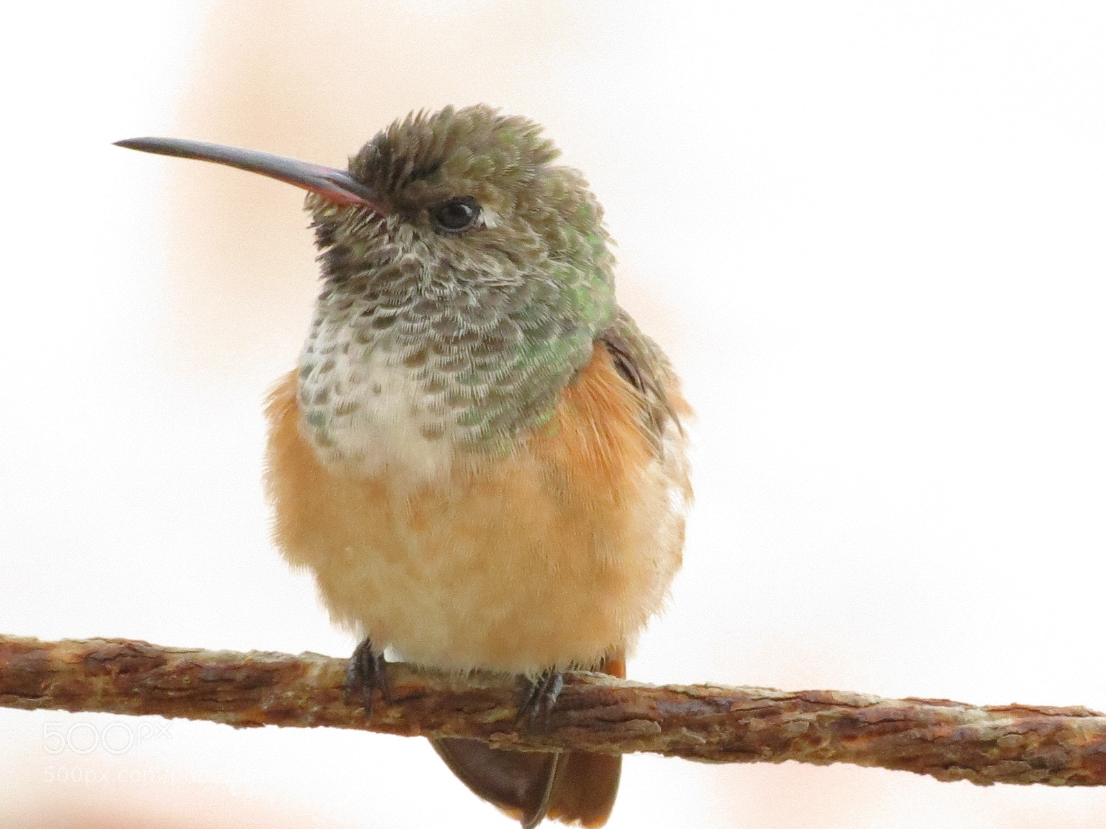 Canon PowerShot SX40 HS sample photo. Bird photography