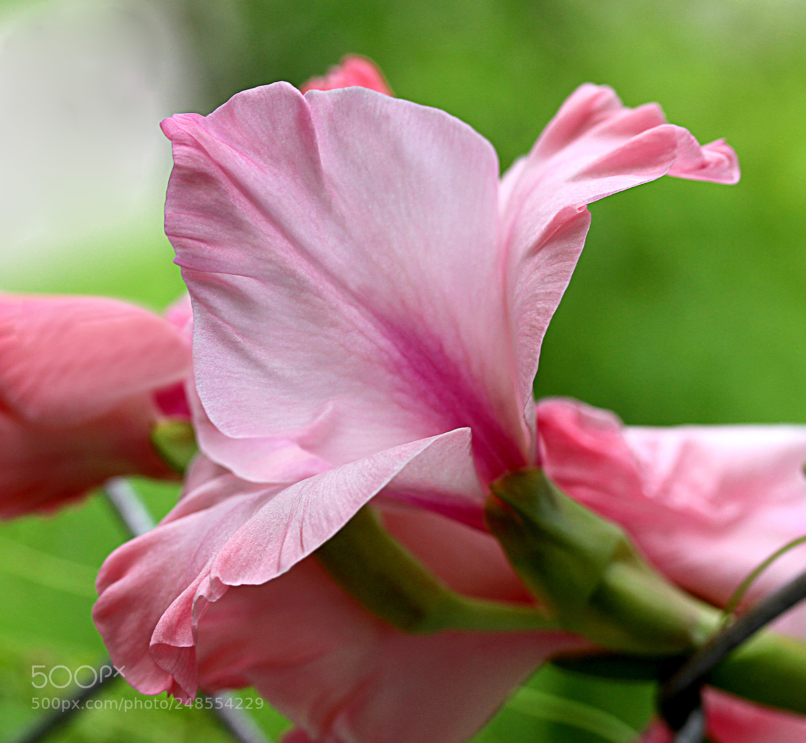 Canon EOS 650D (EOS Rebel T4i / EOS Kiss X6i) sample photo. Glad pink a photography