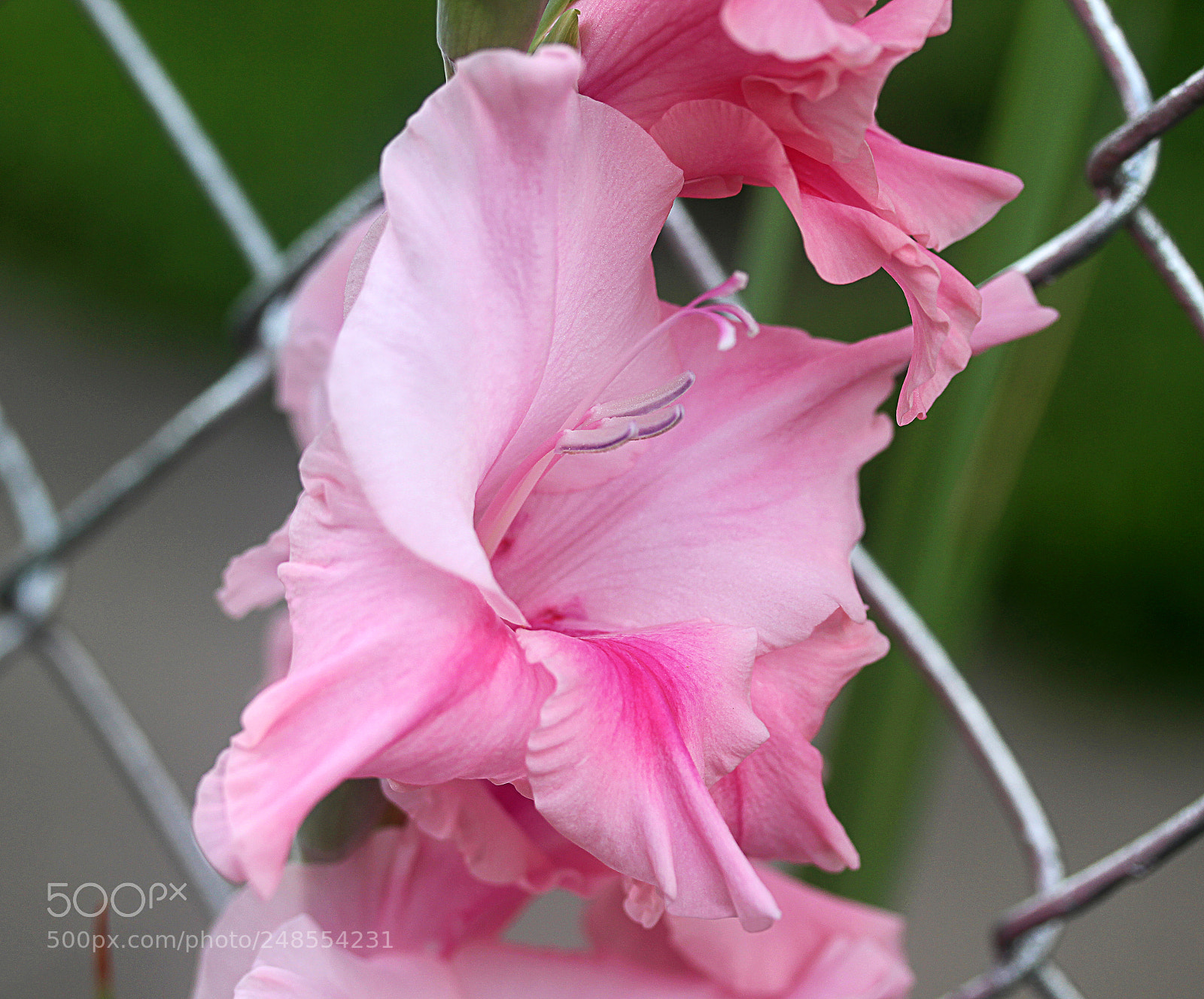 Canon EOS 650D (EOS Rebel T4i / EOS Kiss X6i) sample photo. Glads () photography