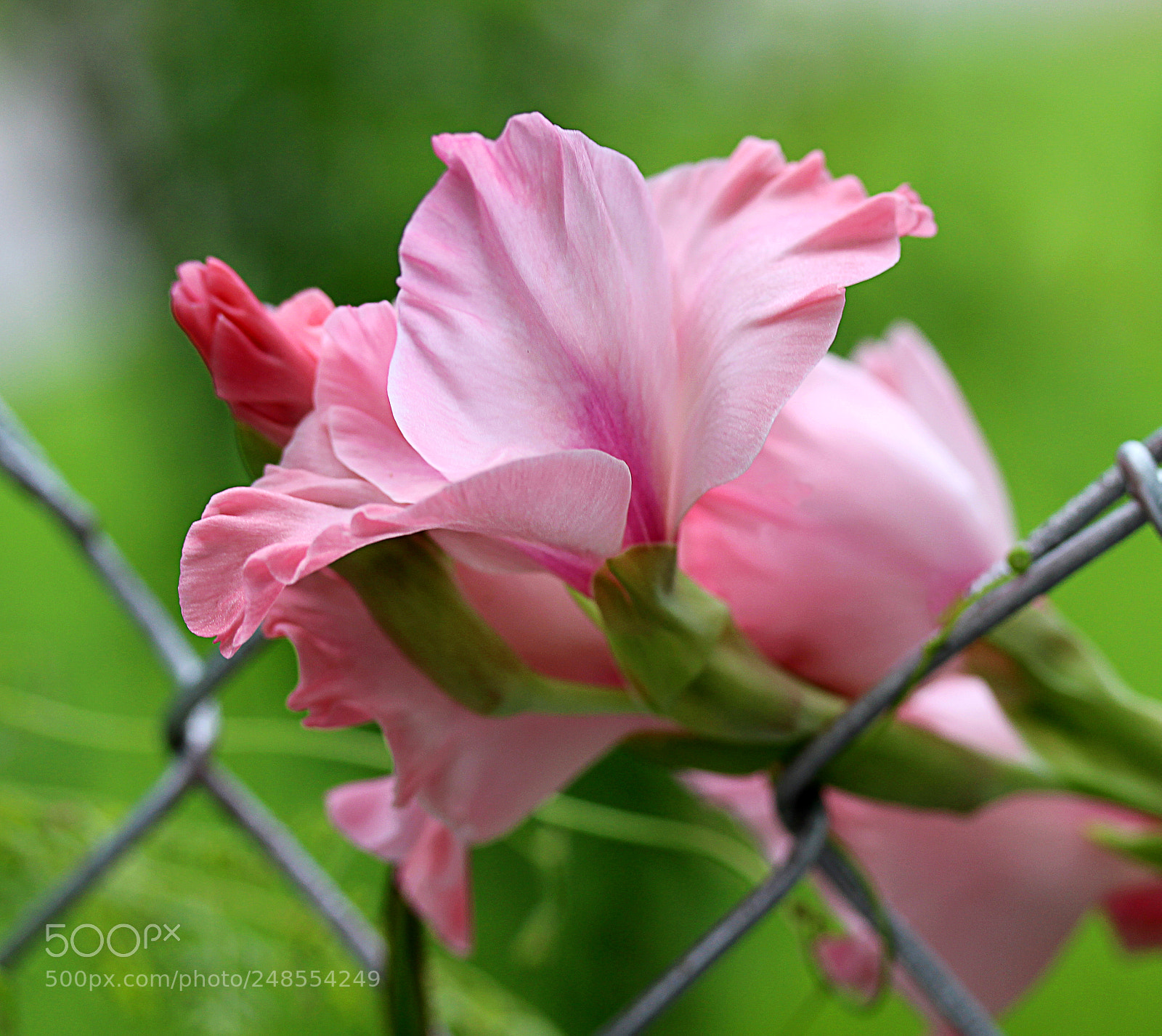 Canon EOS 650D (EOS Rebel T4i / EOS Kiss X6i) sample photo. Glads () photography