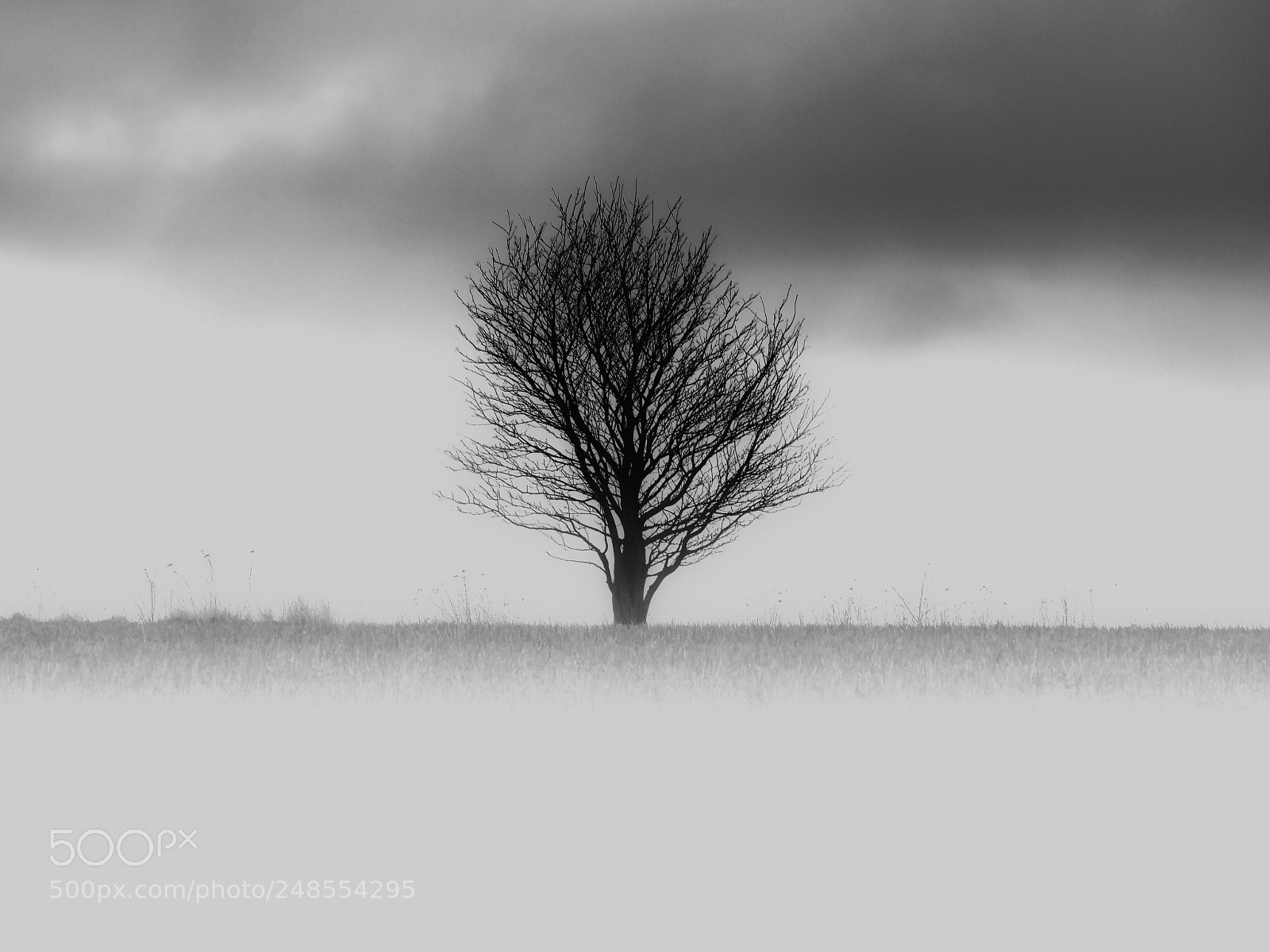 Olympus OM-D E-M10 II sample photo. Lonely tree photography