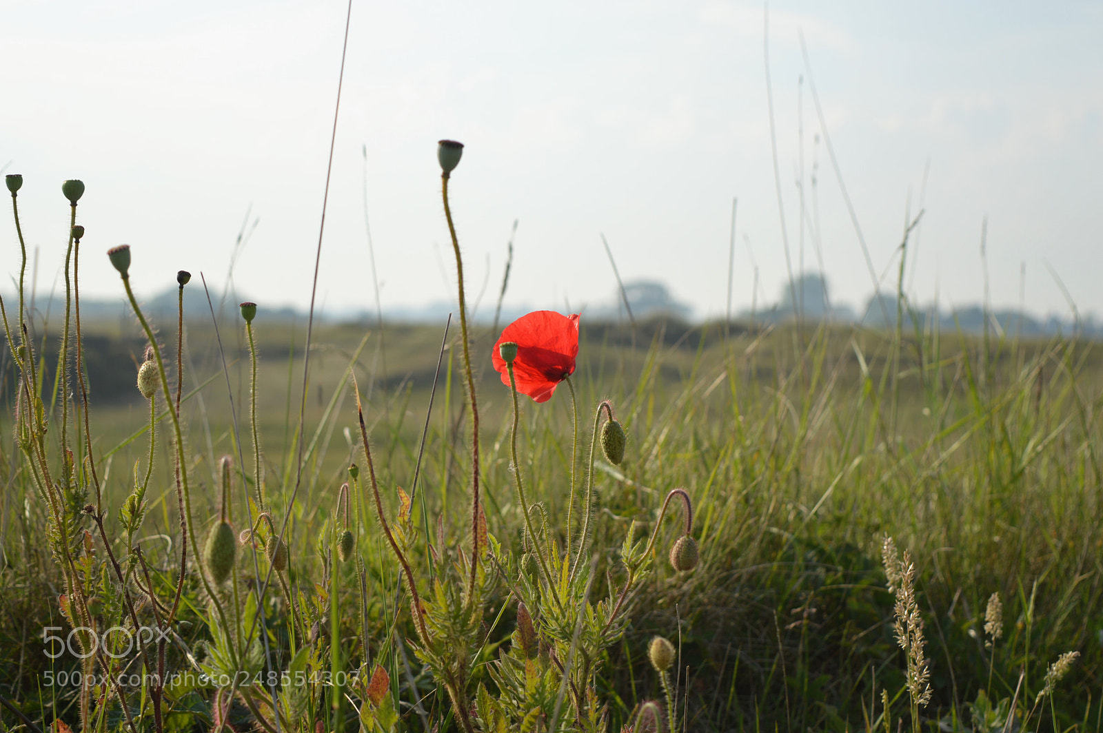 Nikon D3200 sample photo. Lone poppy photography