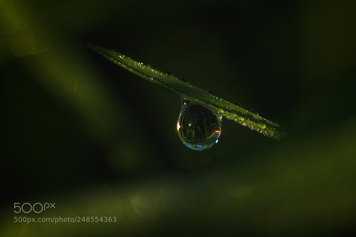 Canon EOS 50D sample photo. капля на рассвете / a drop at dawn photography