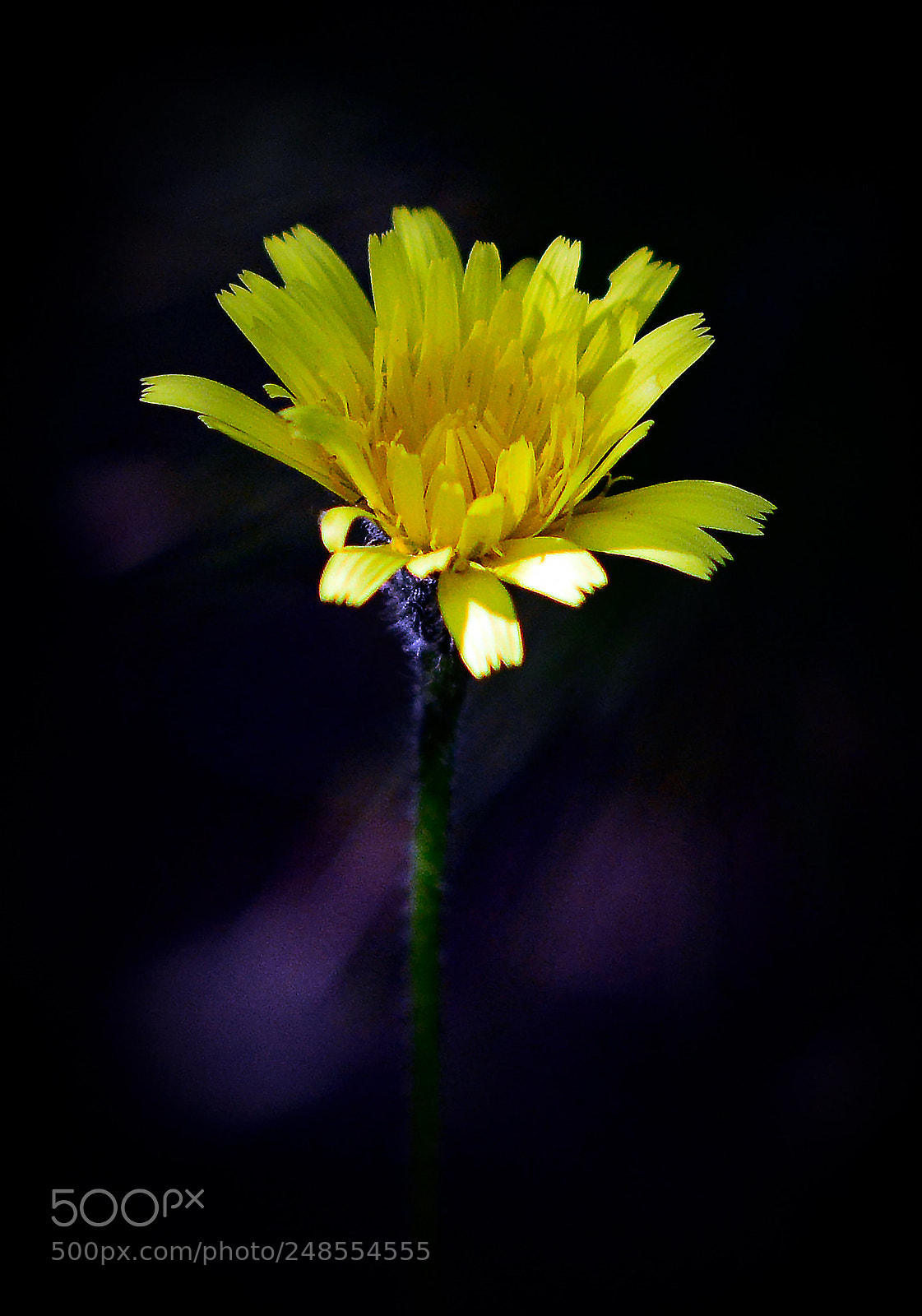 Nikon D800 sample photo. Every flower has it's photography