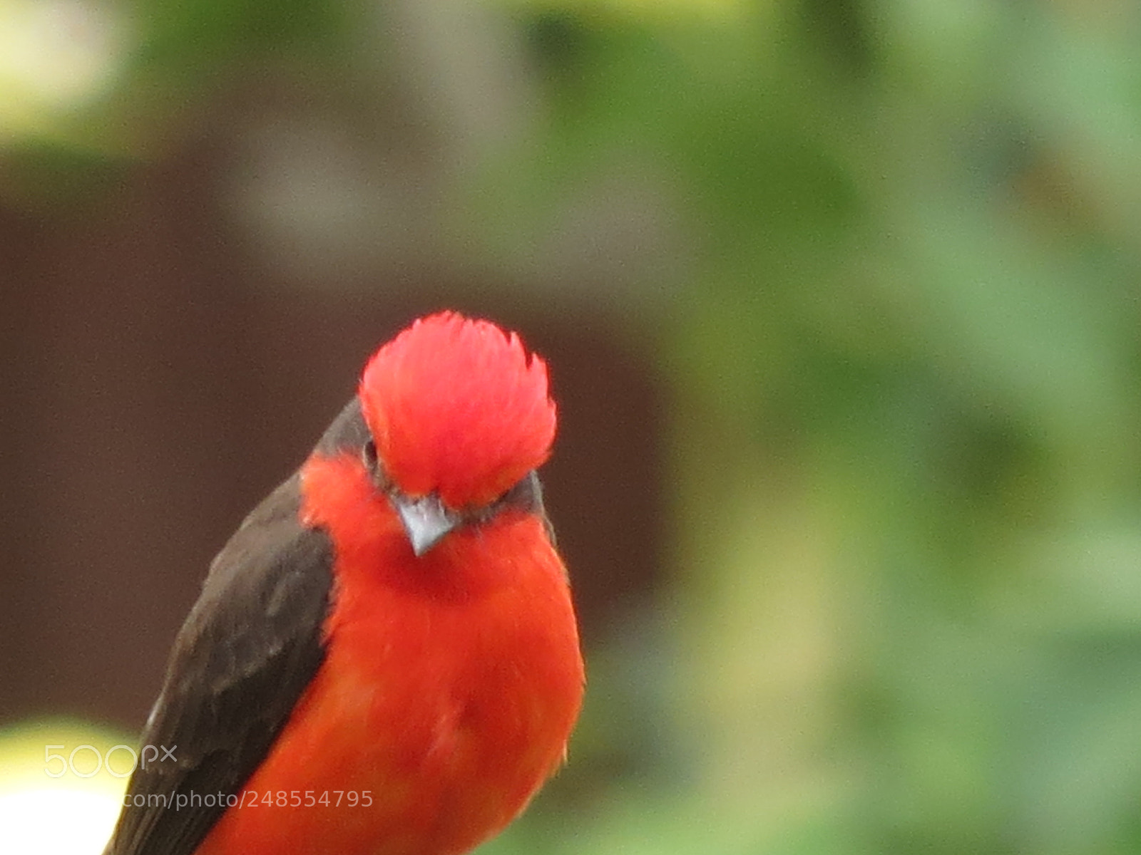 Canon PowerShot SX40 HS sample photo. Red bird photography