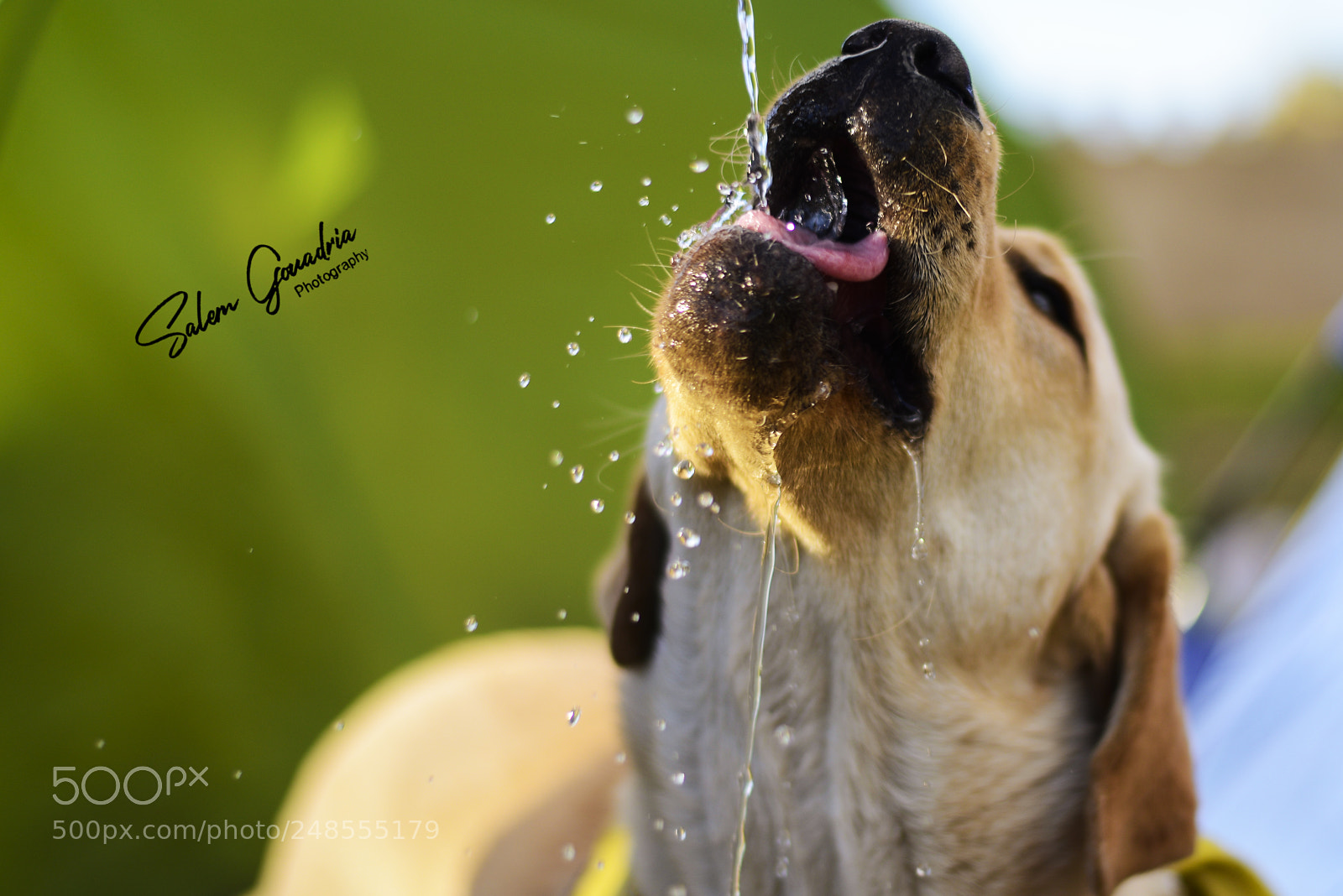 Nikon D800 sample photo. Sa photography